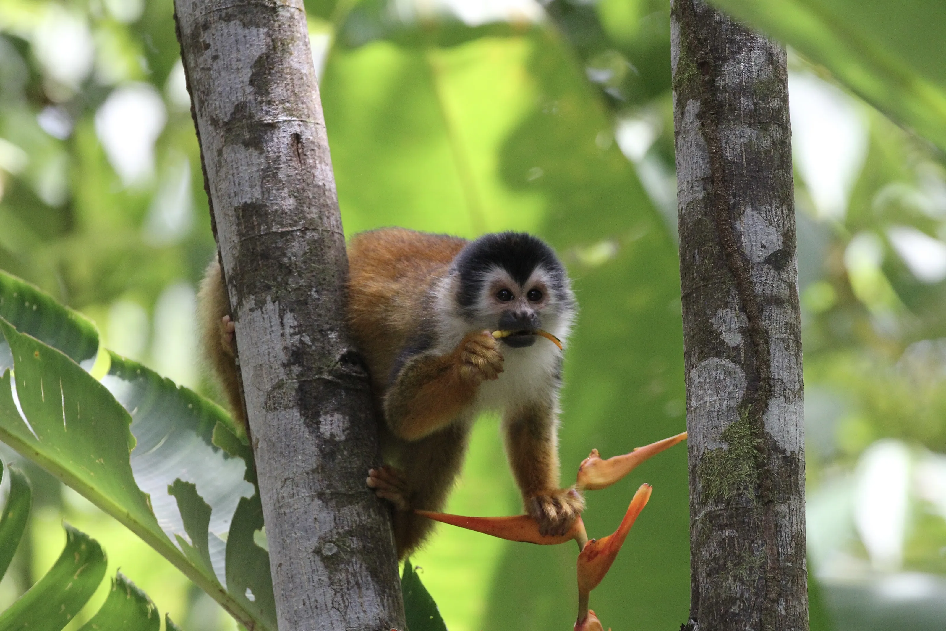 Squirrel Monkey in Costa Rica