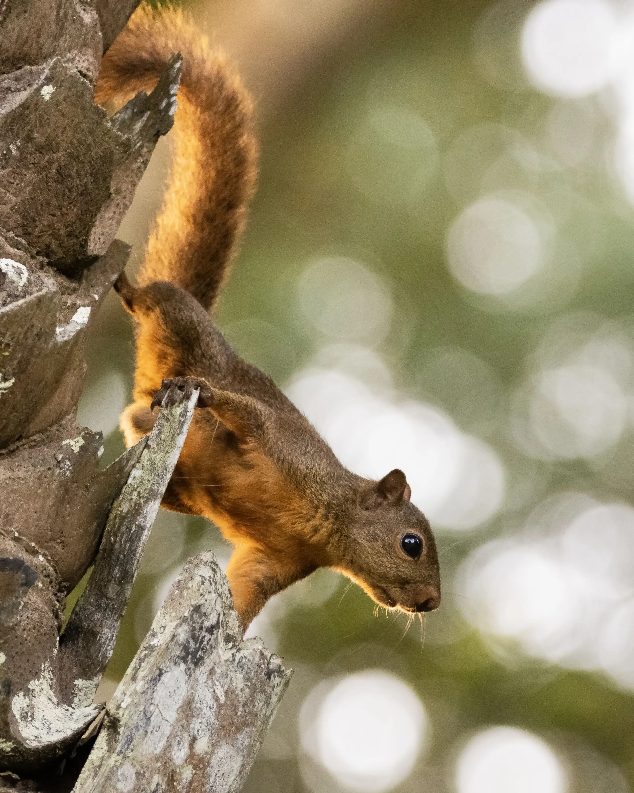 Red-Tailed Squirrel (Sciurus granatensis)