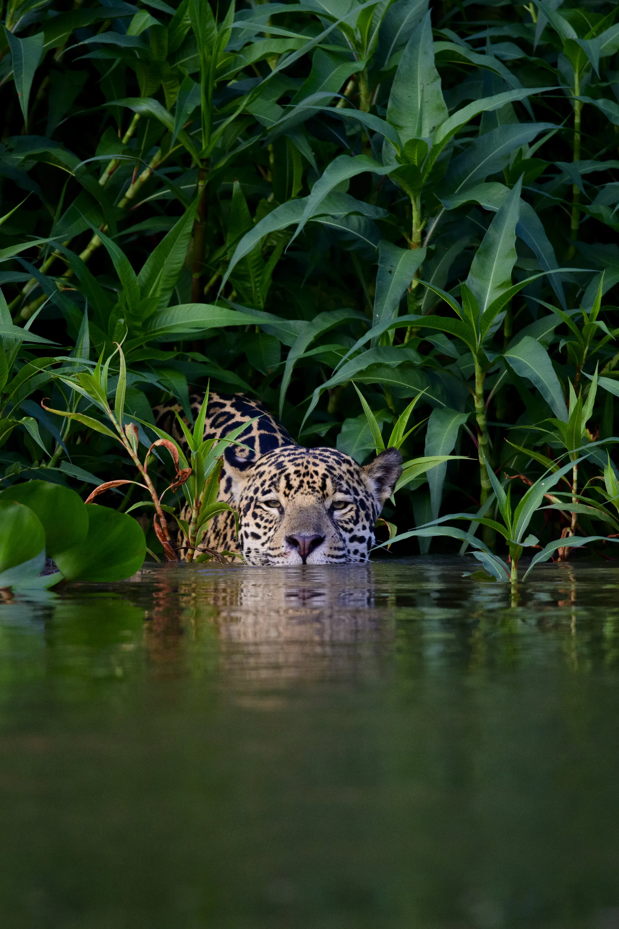 Green Camouflage