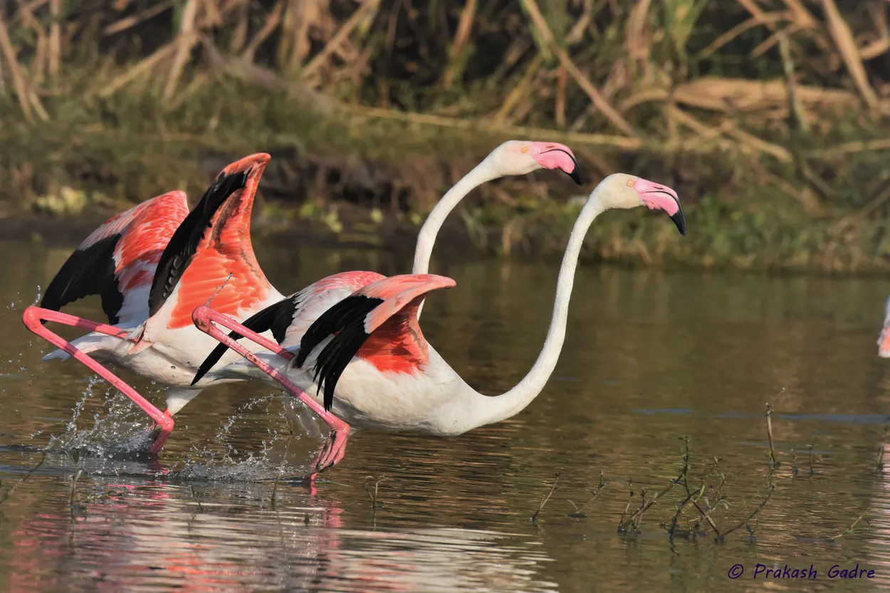 Entry 23975478