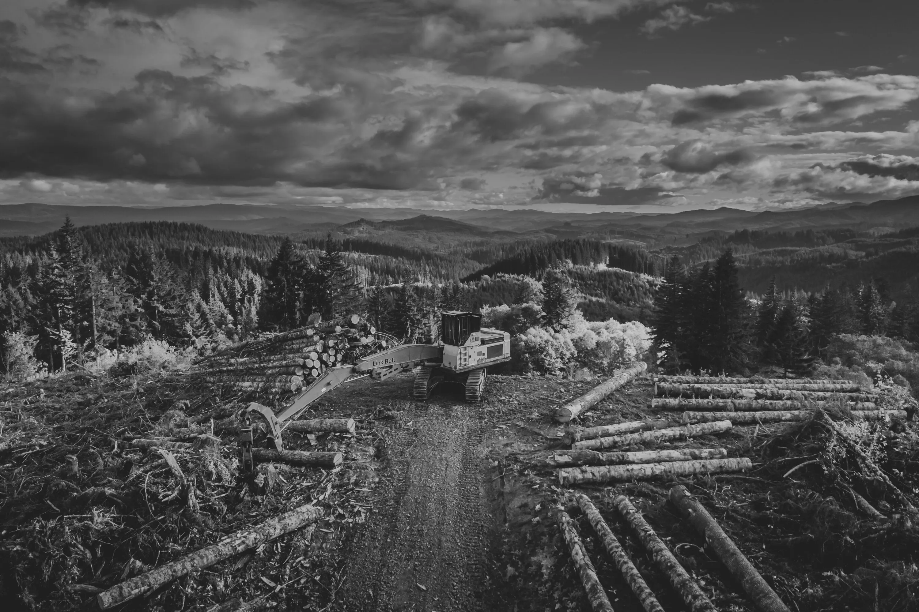 The Clearcut