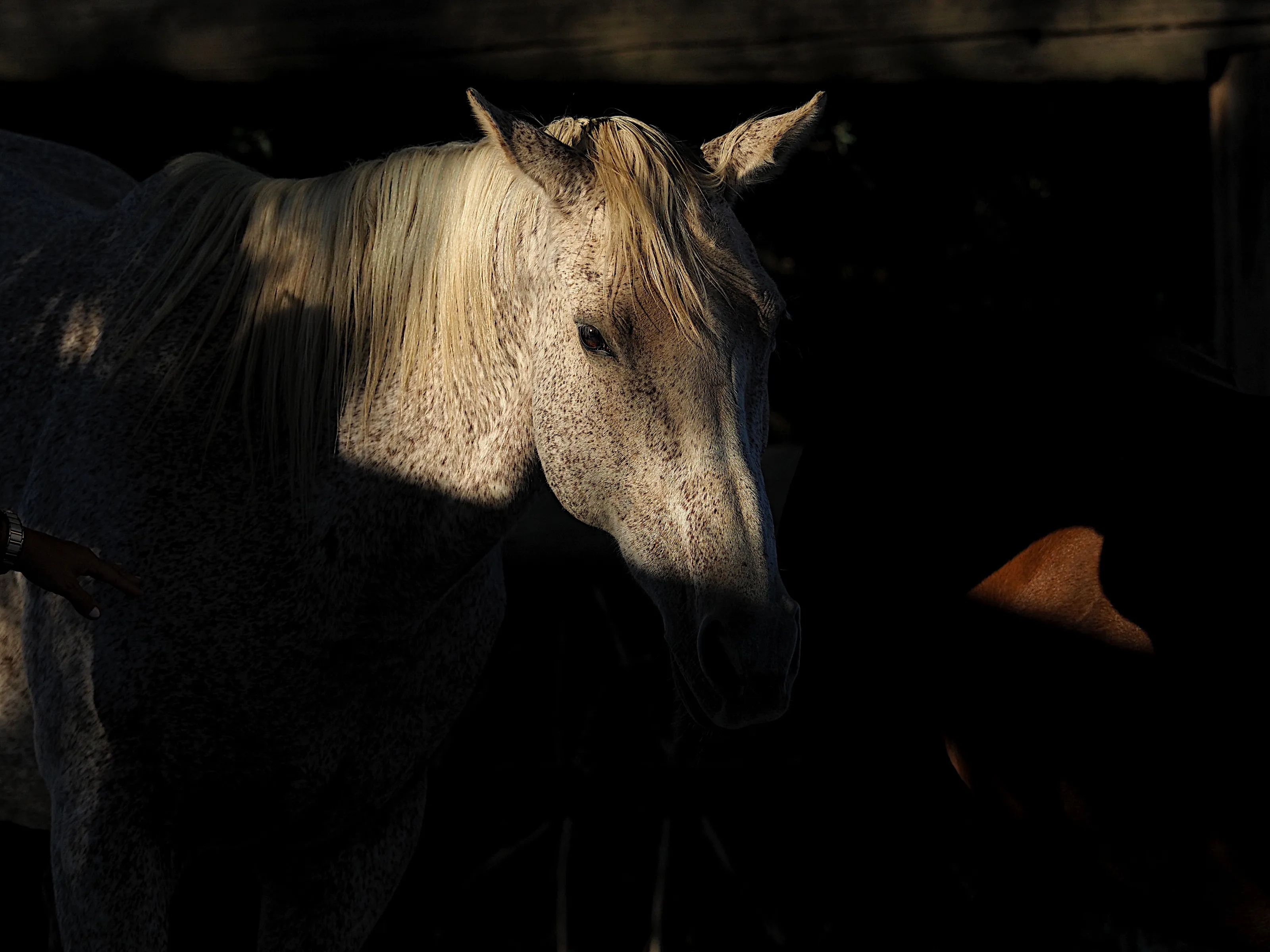 Horse waiting for adoption