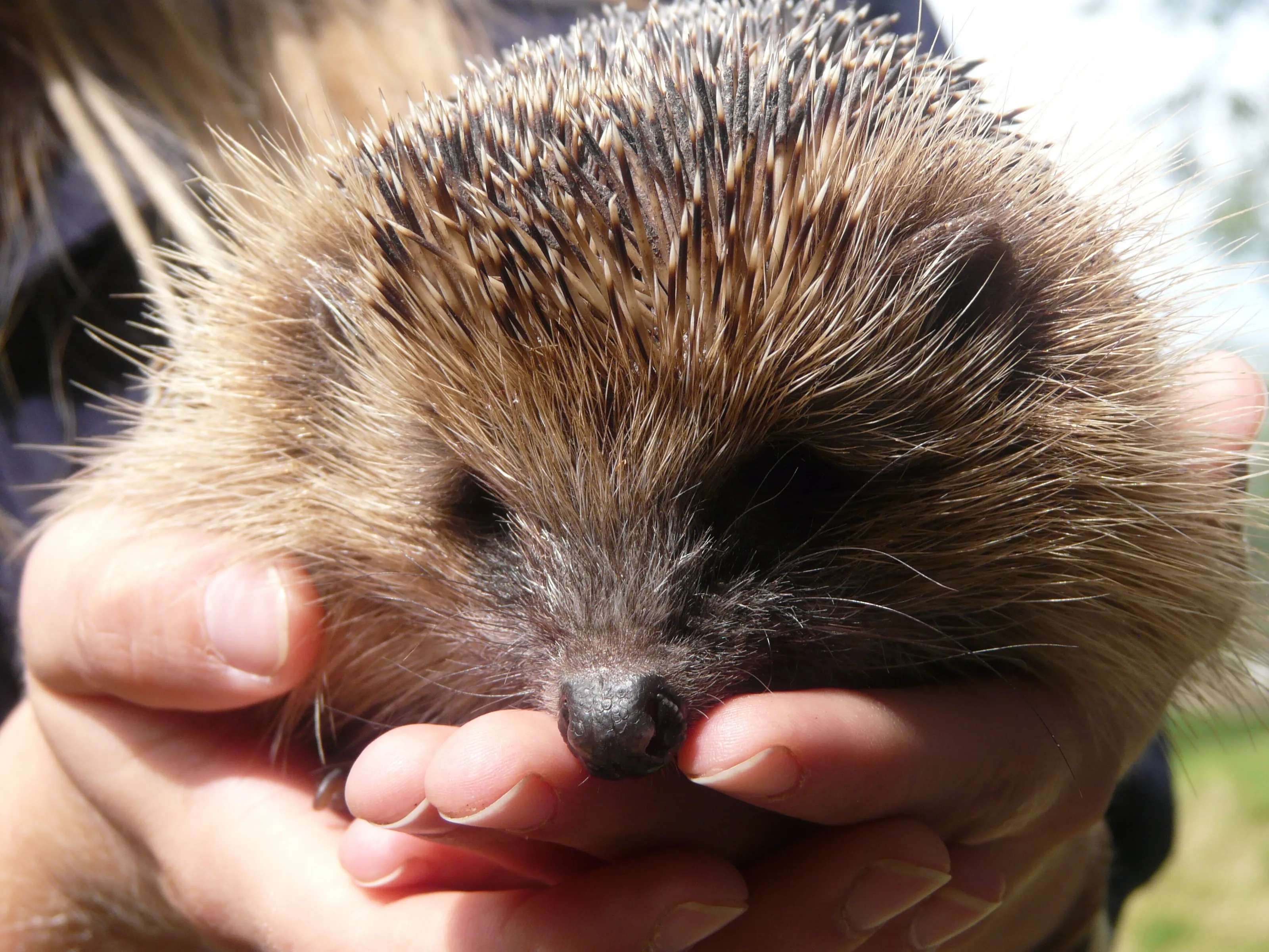 Hedgehog in the hand