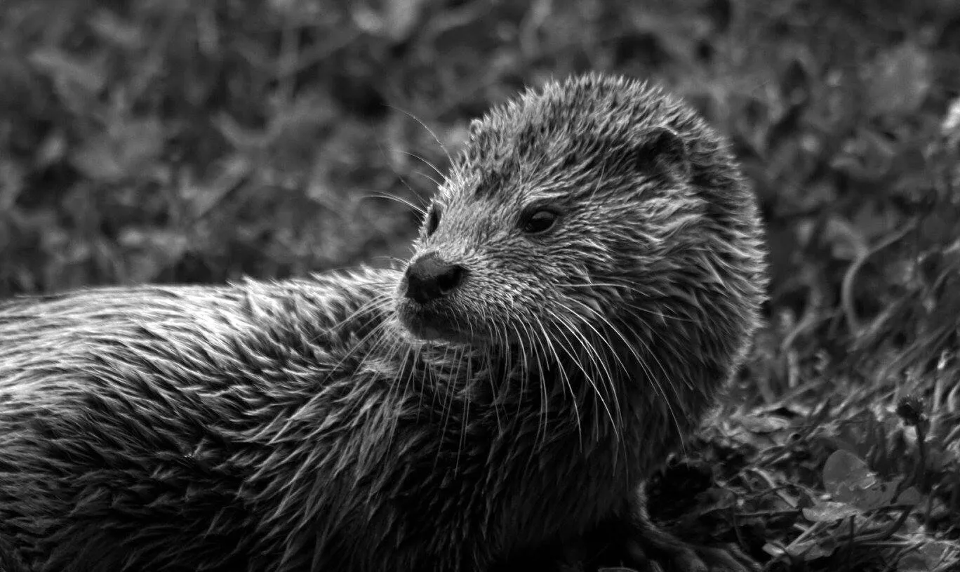 Otter
