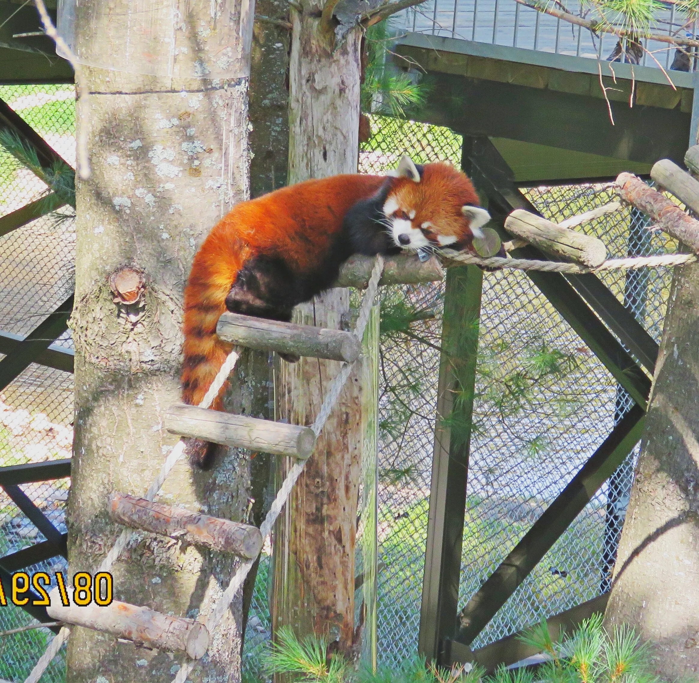 Red Panda
