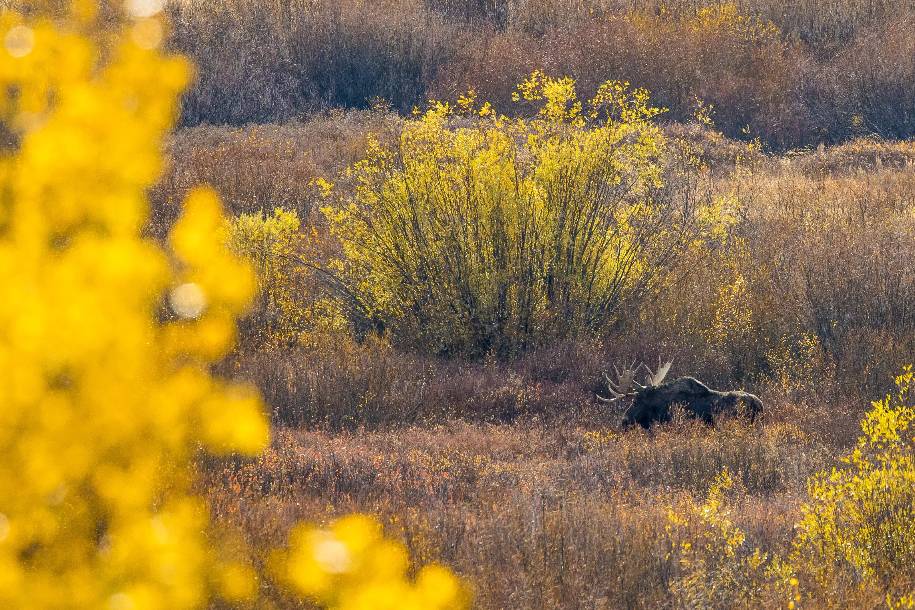 Moose in Grand Teton NP