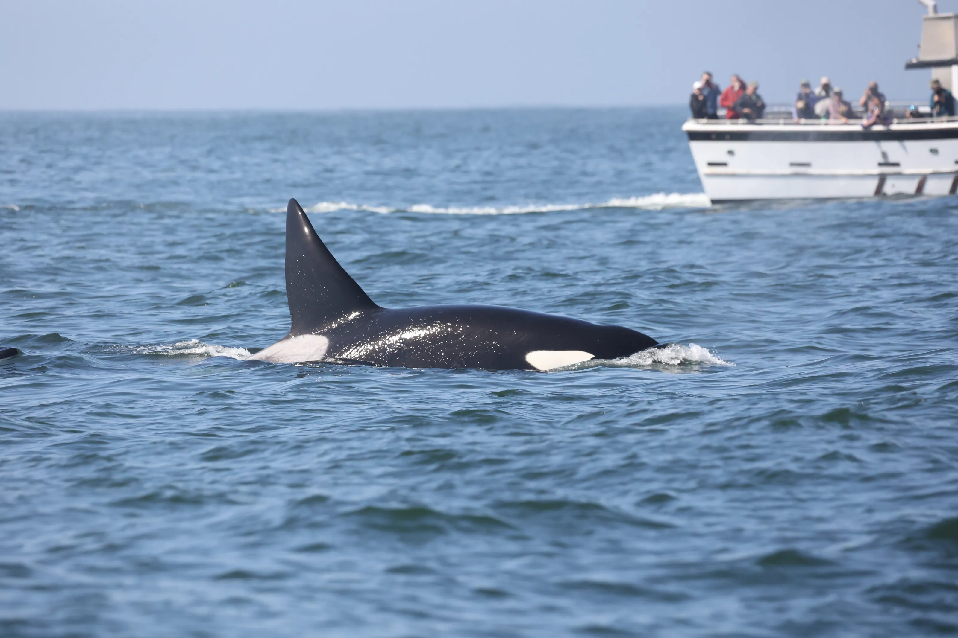 Everybody Wants To See Orcas!