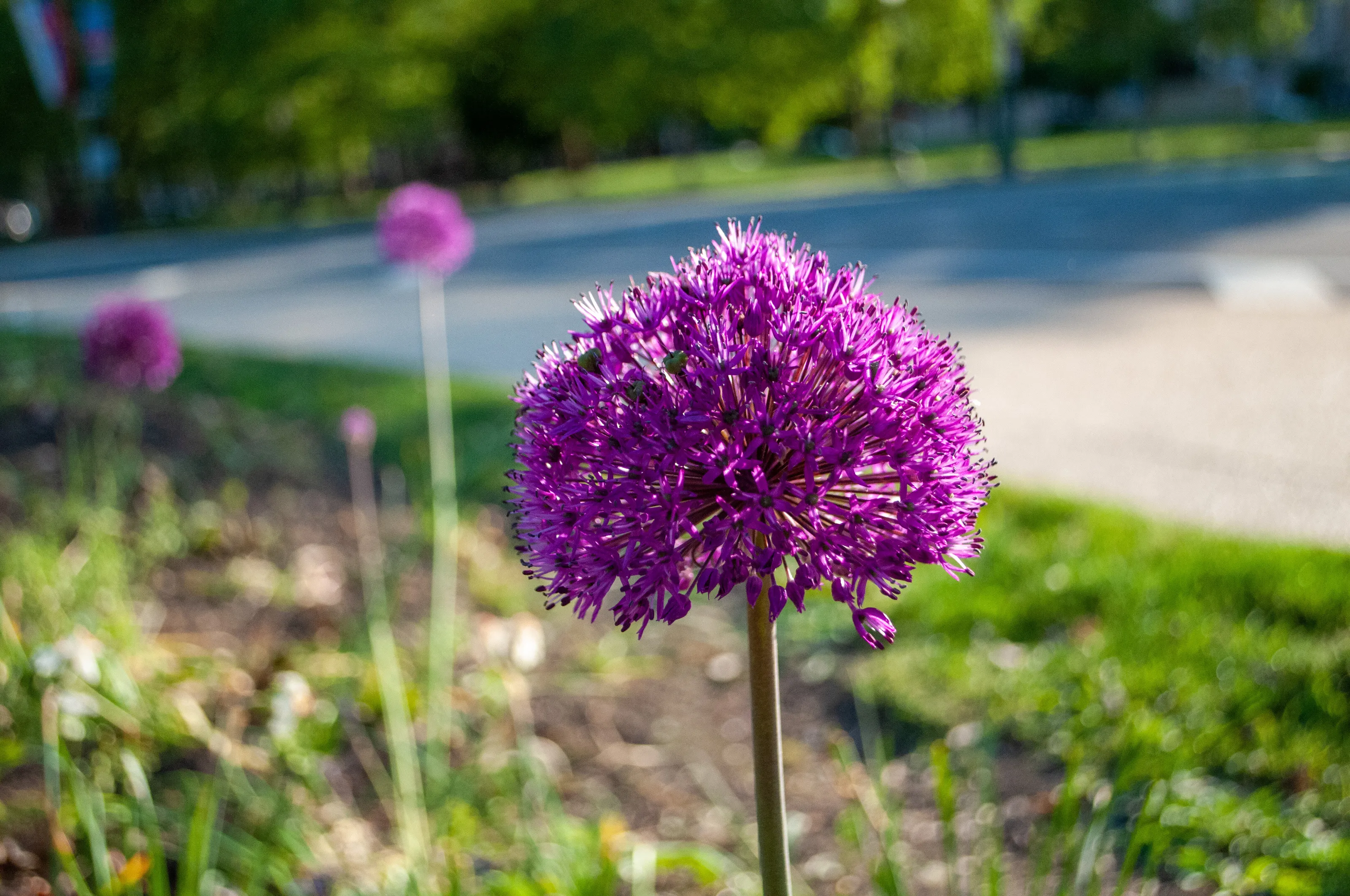 Spring is for purple flowers