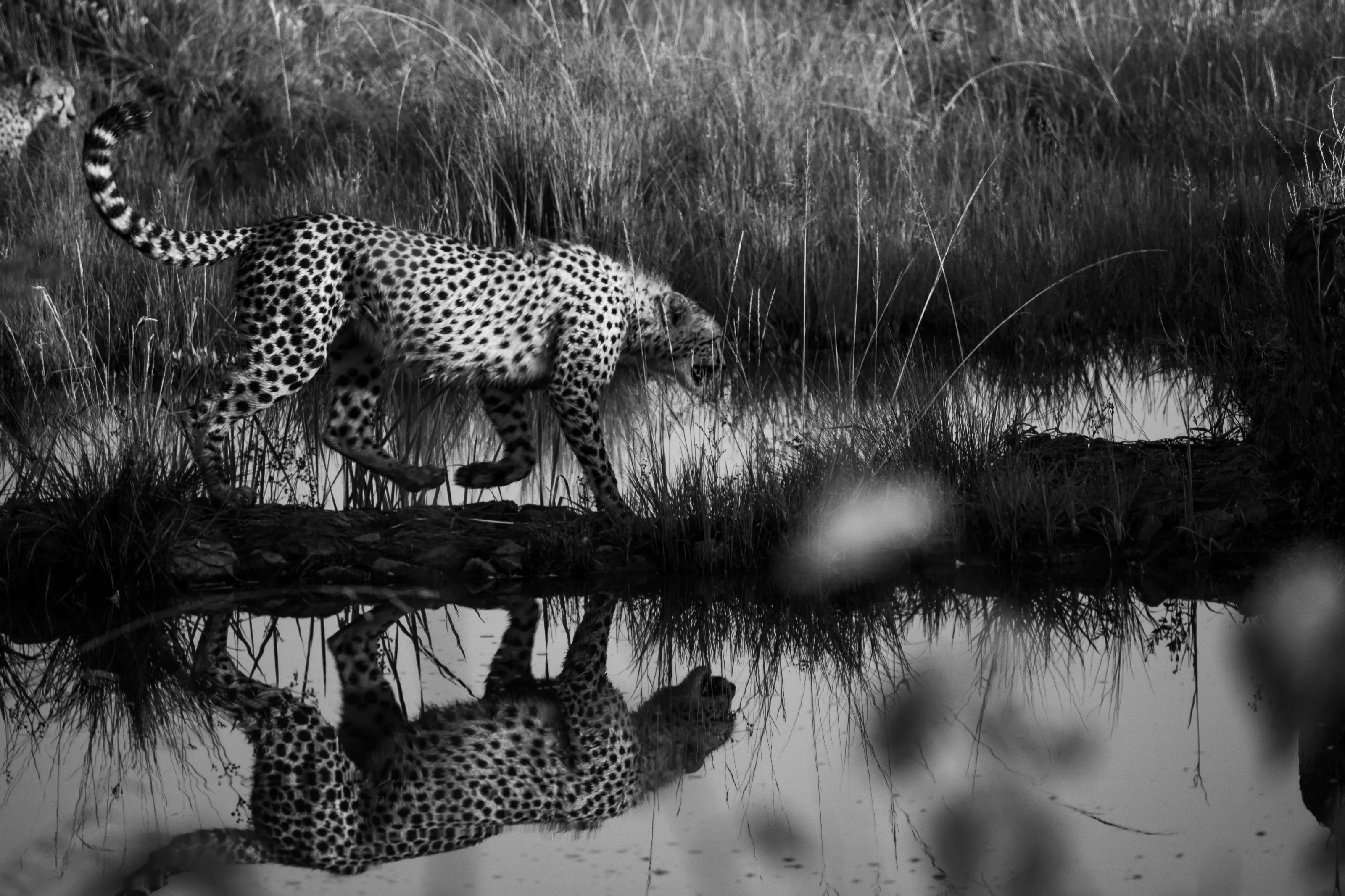 Cheetah Reflection