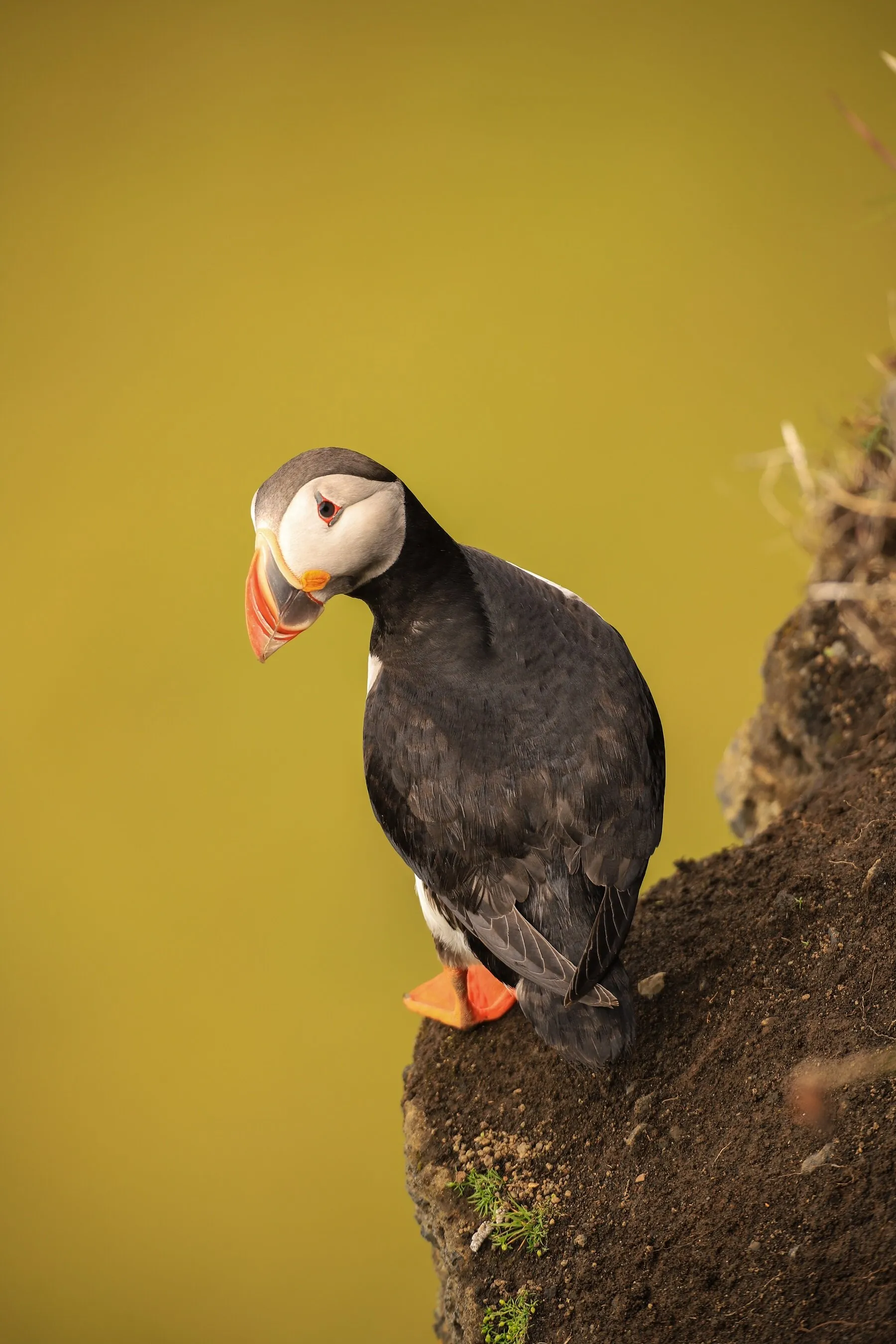 puffin