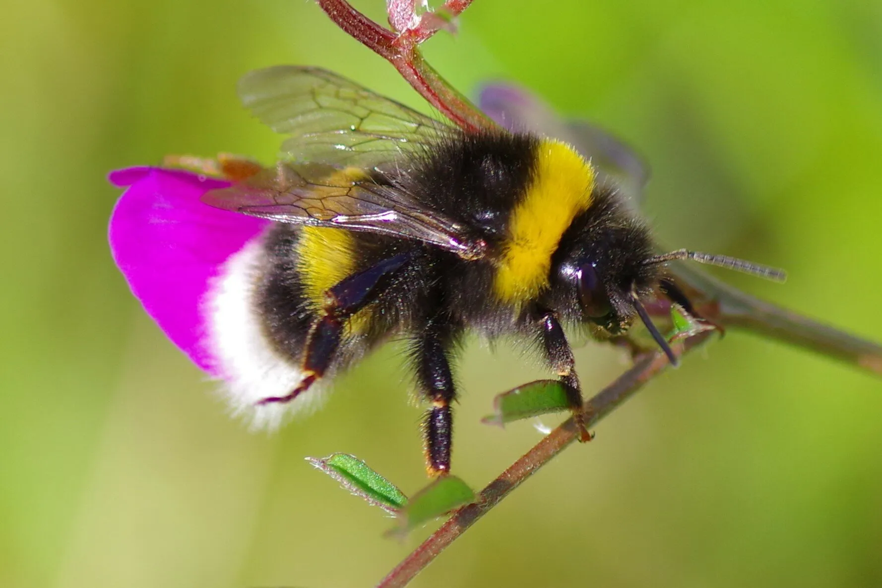 Bumble Bee