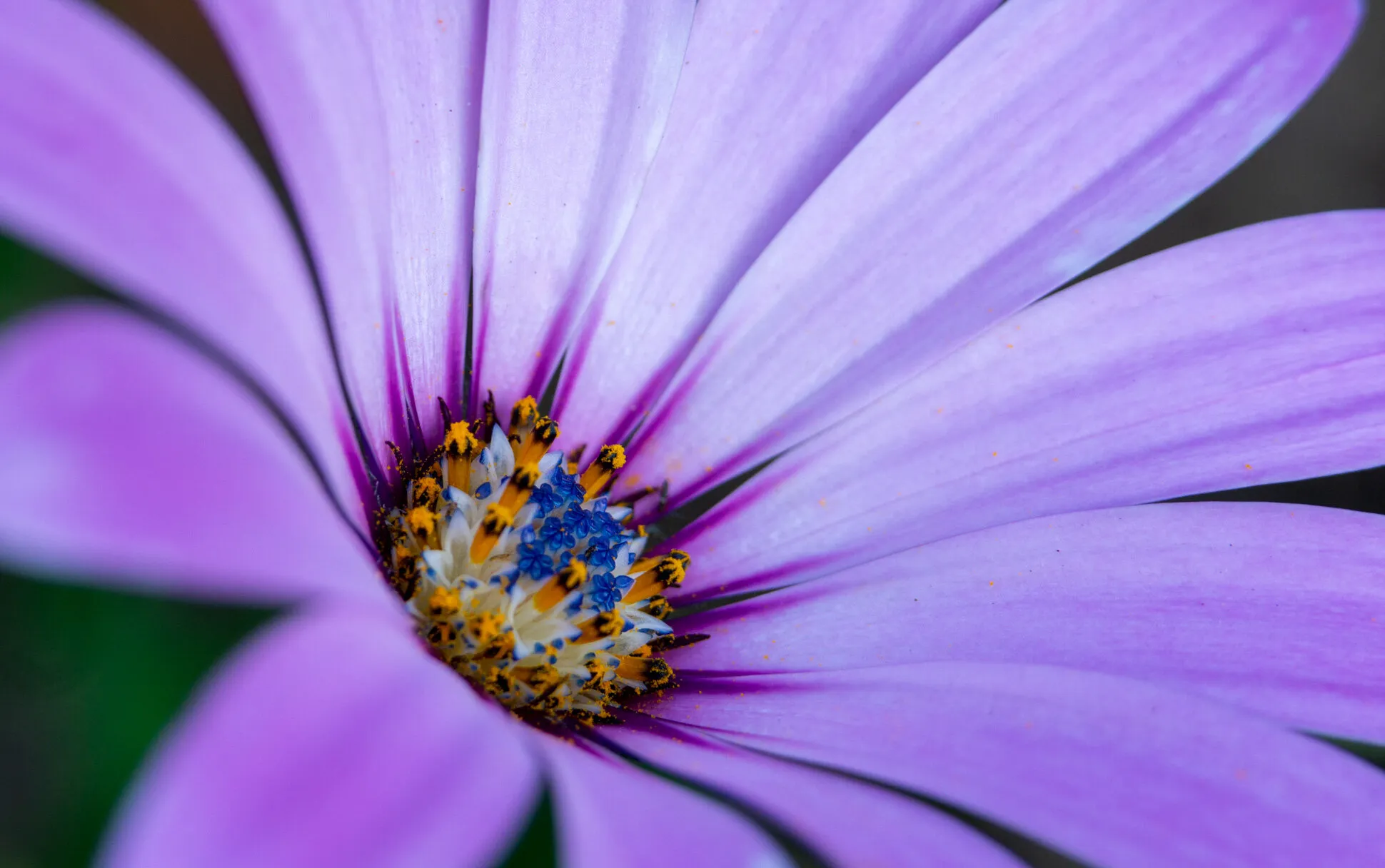 Daisy