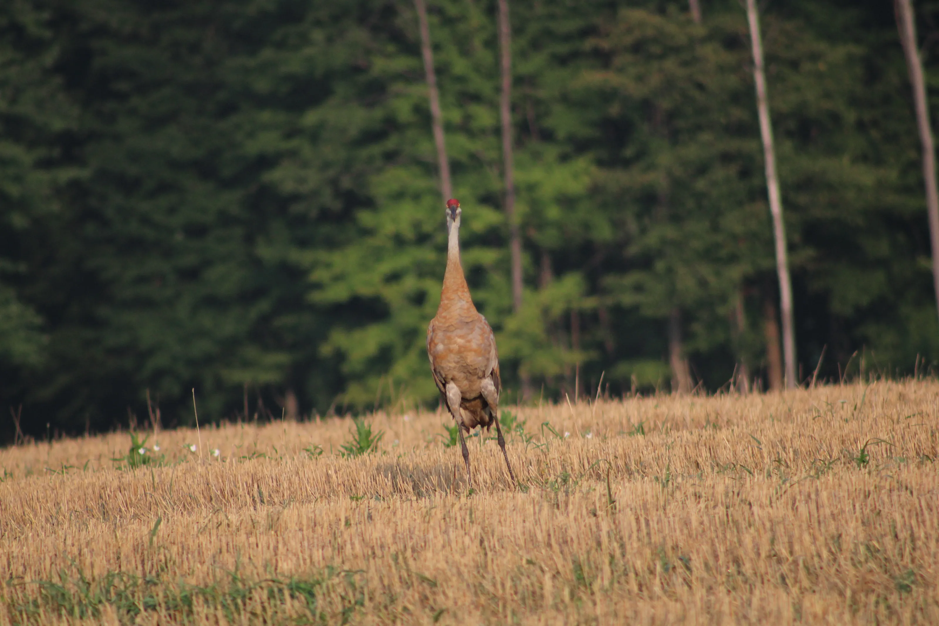 Sandhill Crane
