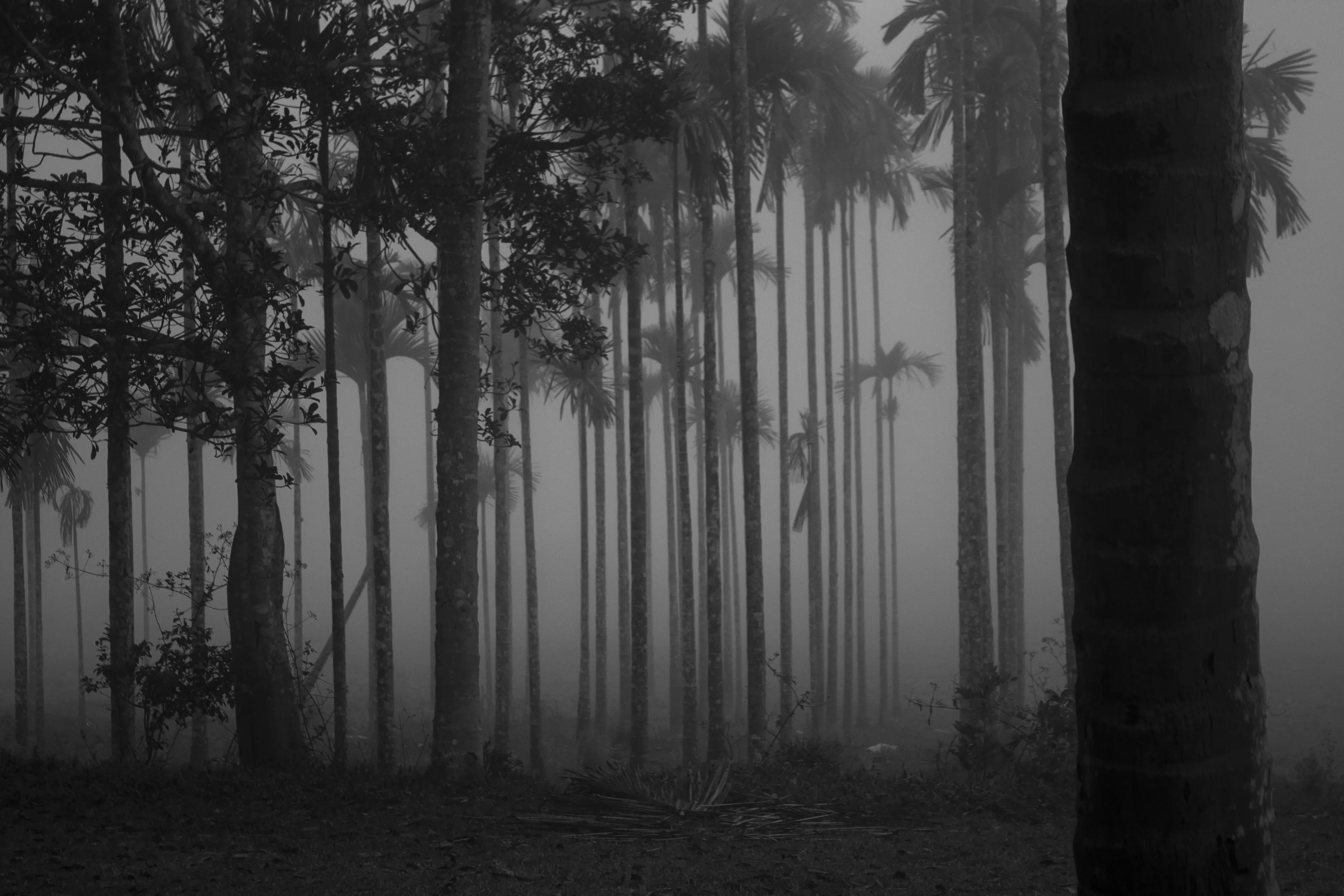 A blanket of mist