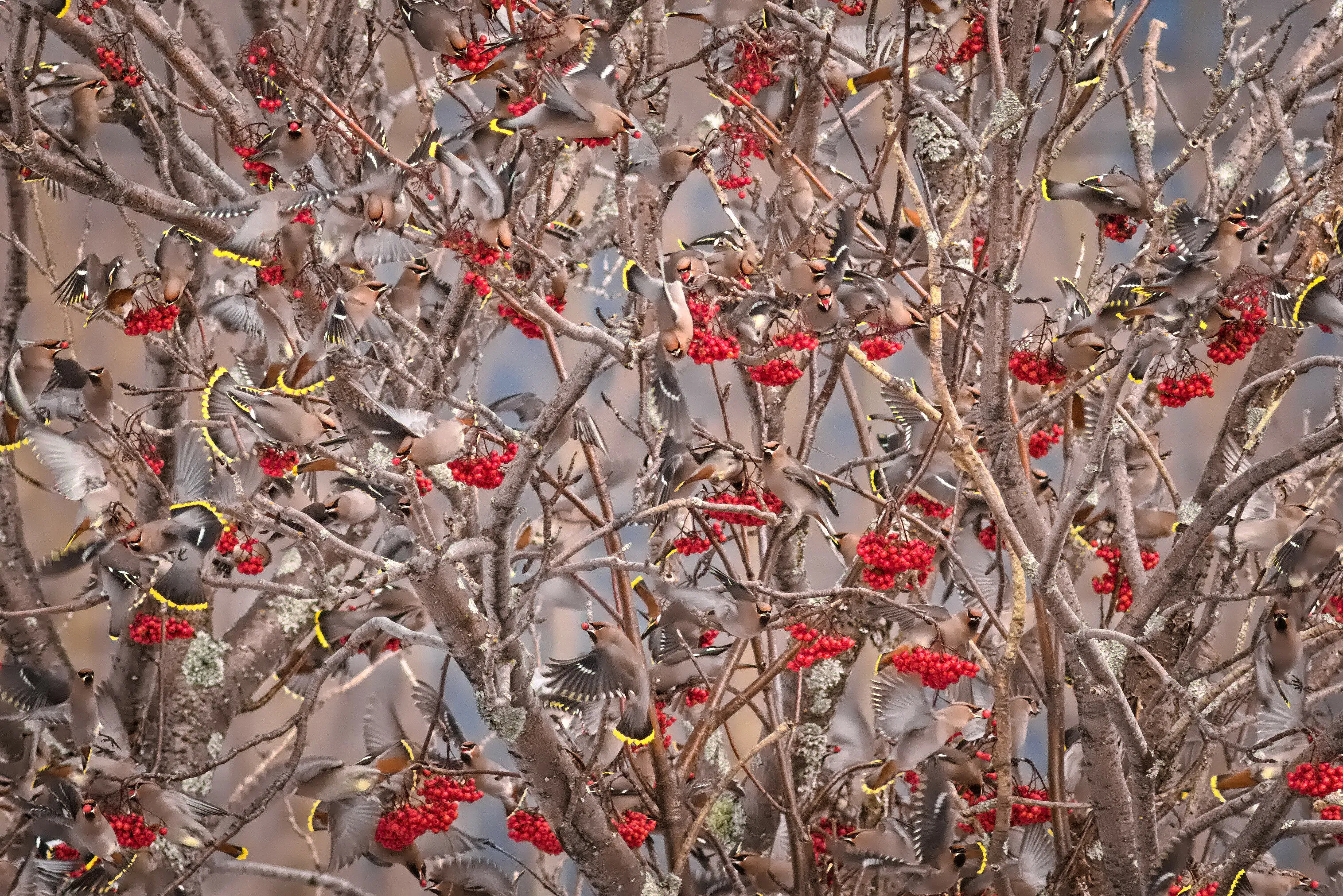 4G1A0049 Waxwing Invasion