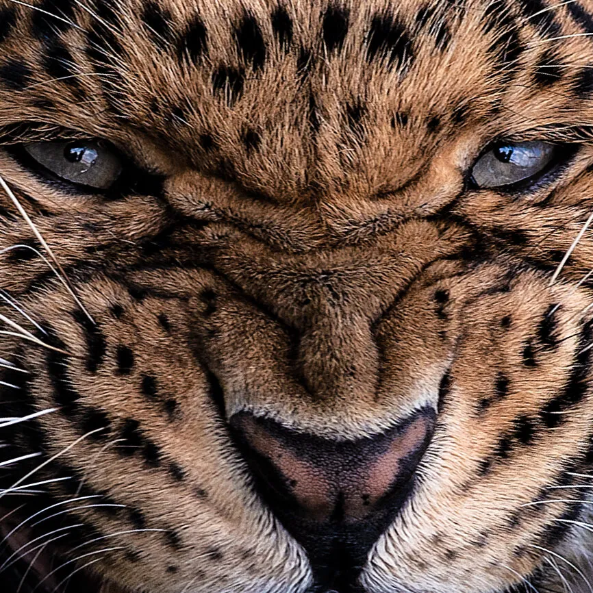 Eyes & Nose 1