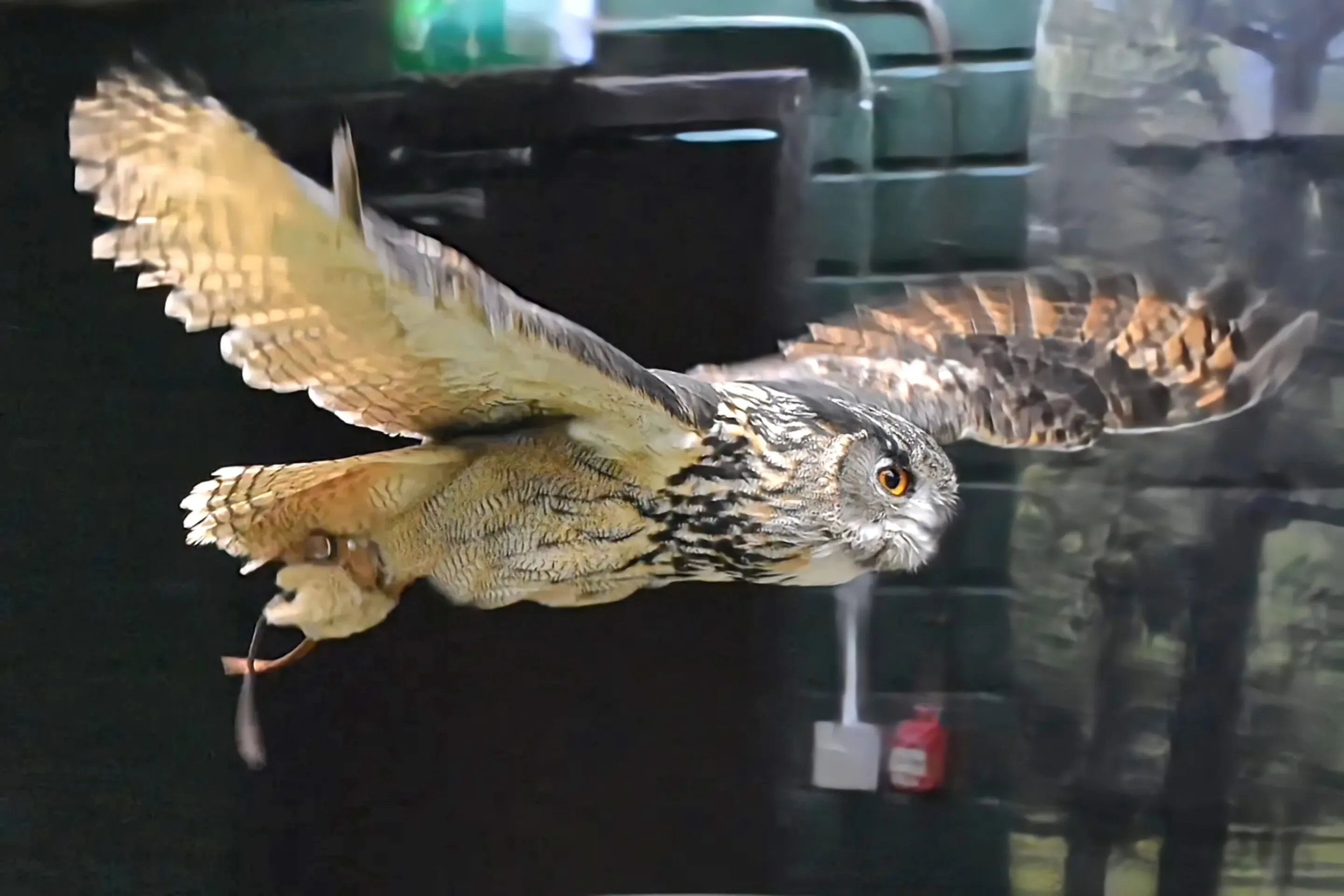 Owl in flight