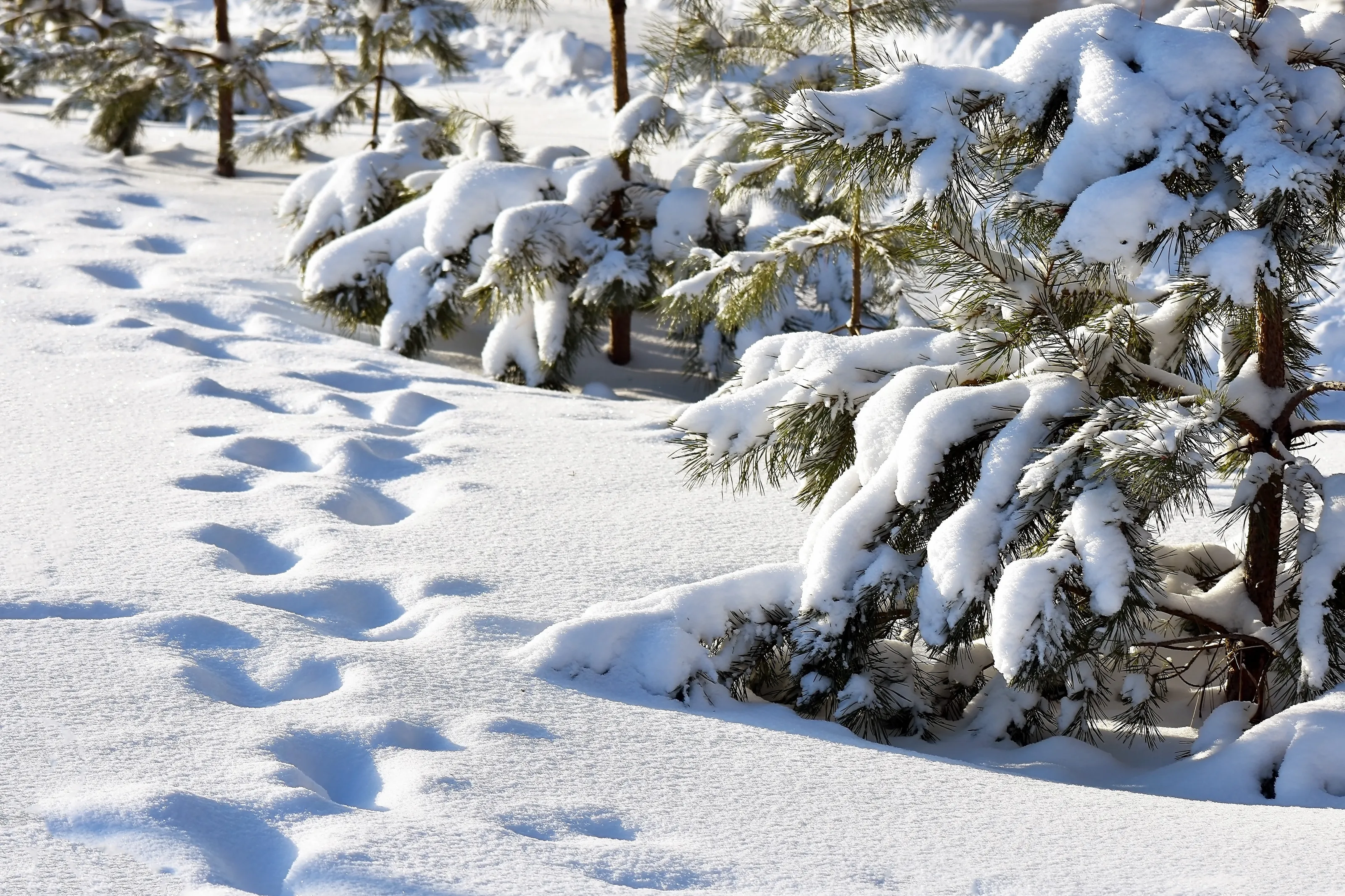Wintertime