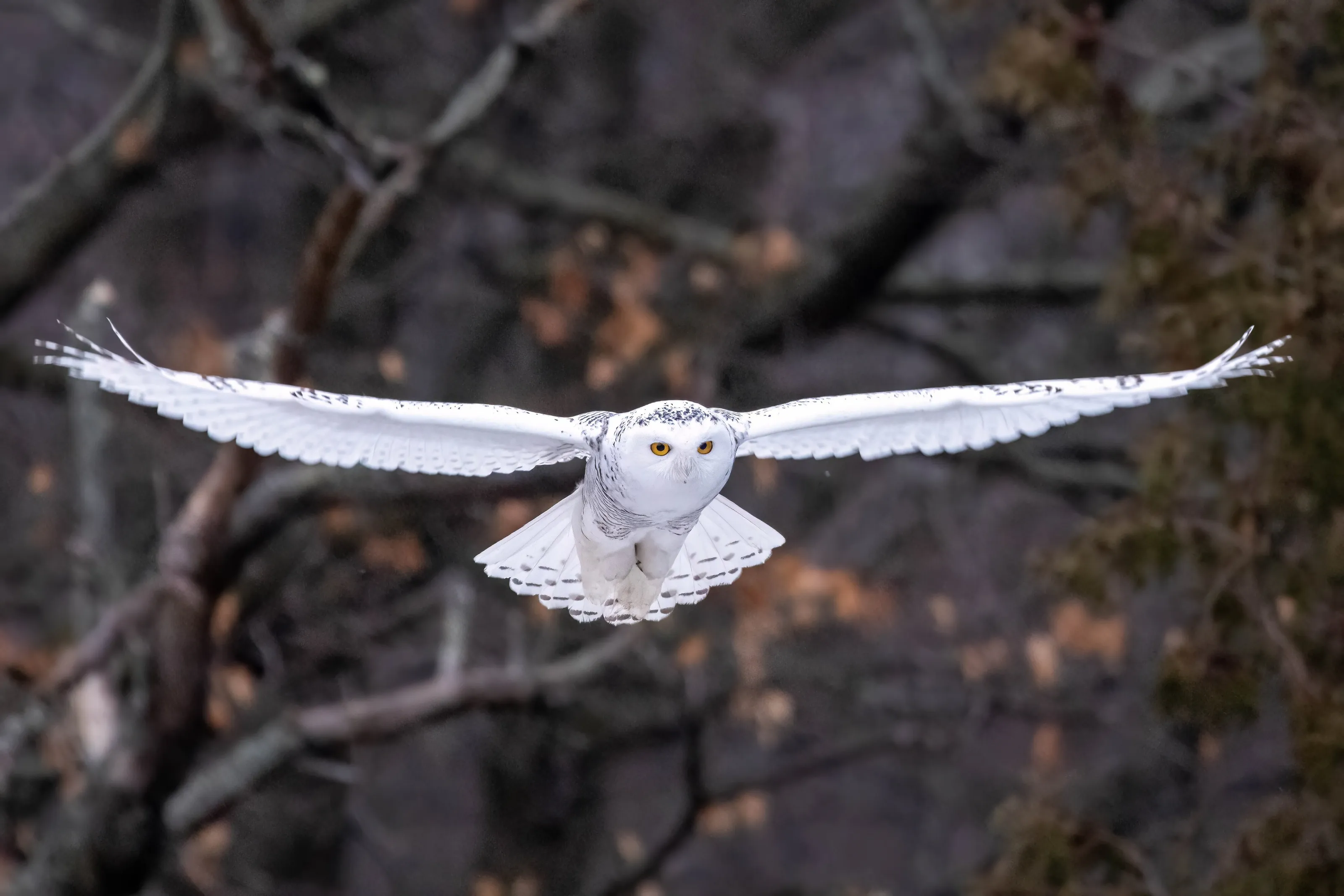 Snowy Owl on the Hunt