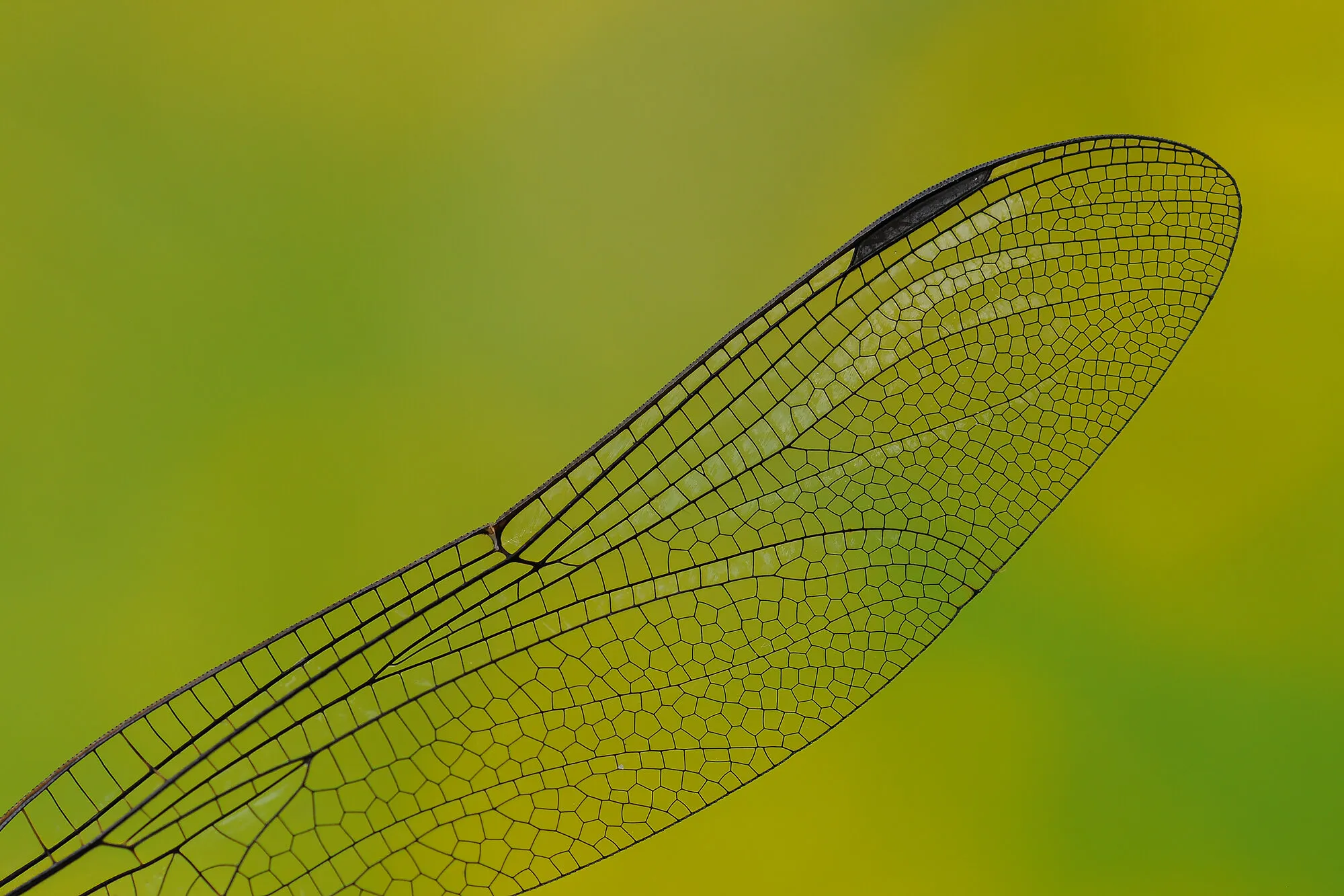 Dragonfly wing