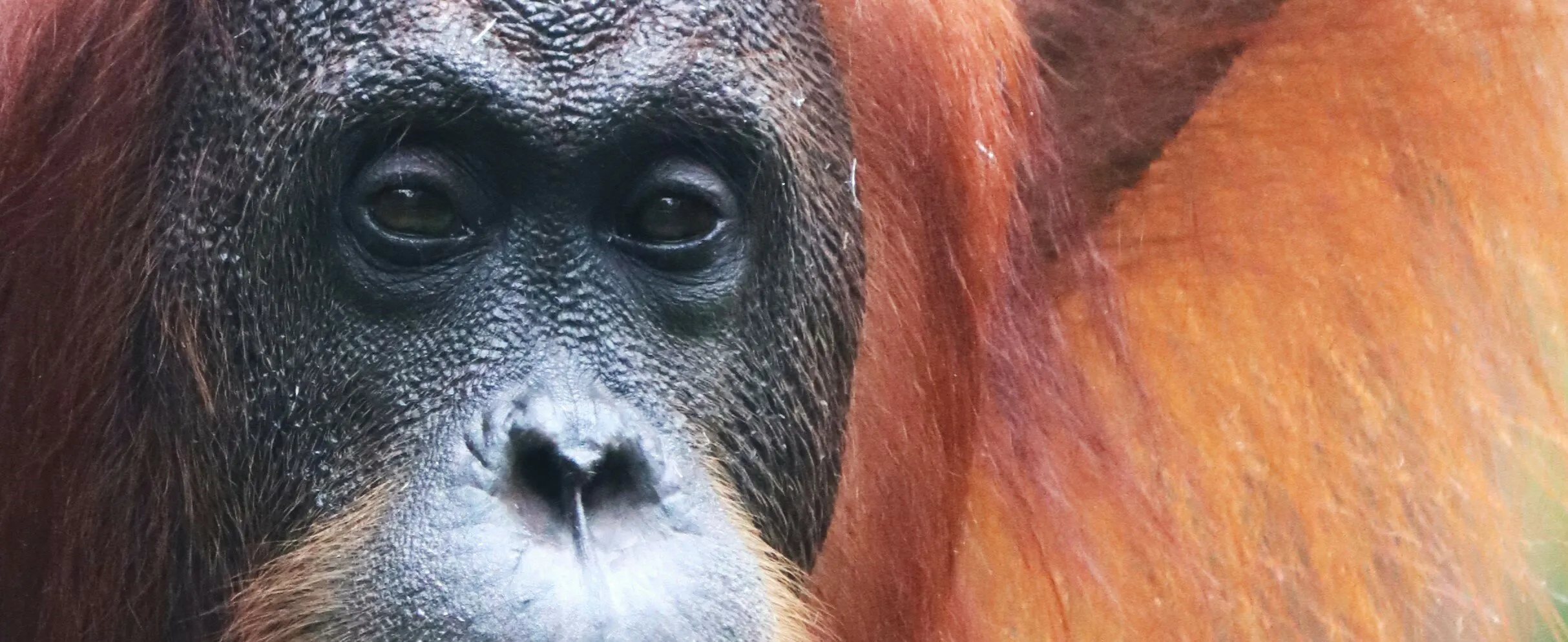 Sad Orangutan