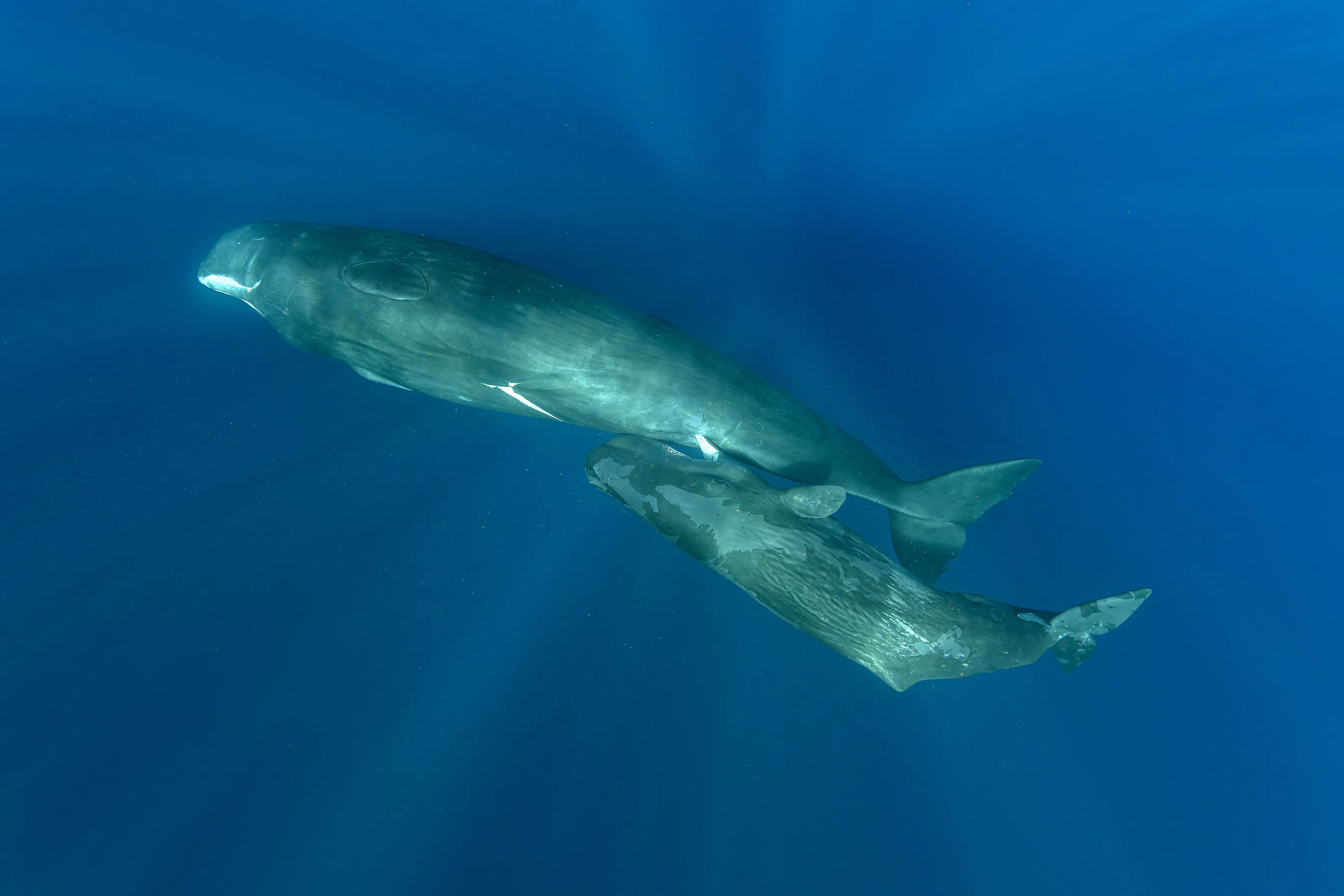 Sperm whale breastfeeding