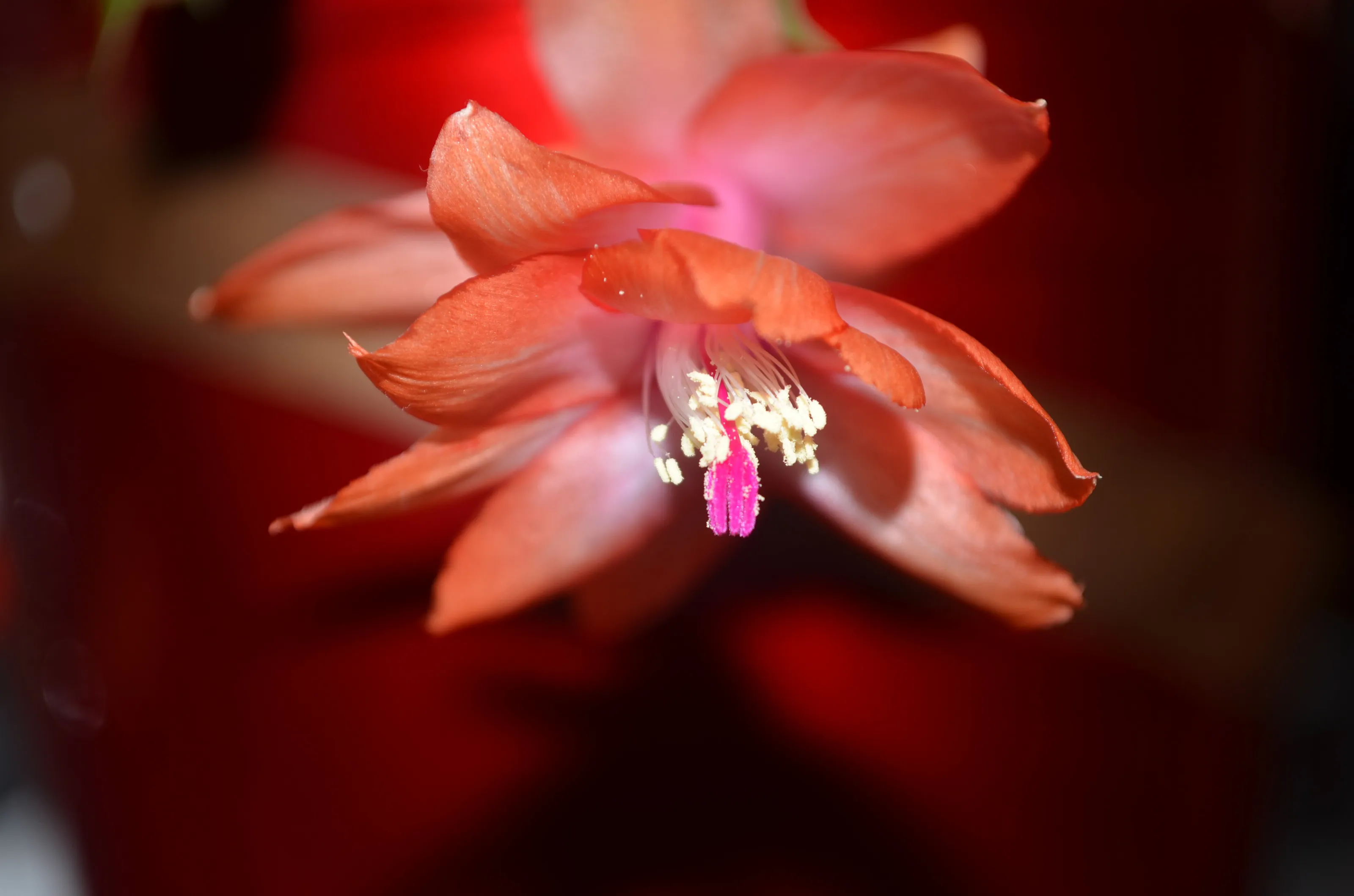 Christmas Bloom