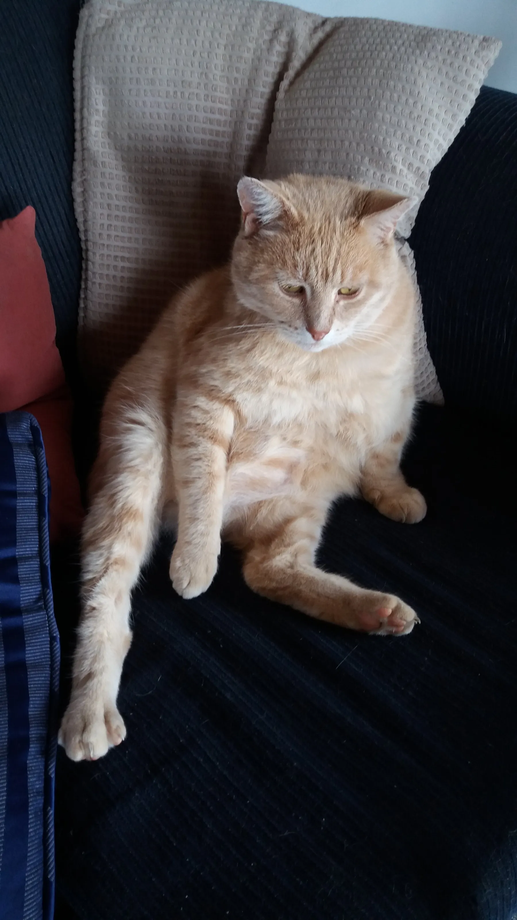 Plato relaxing