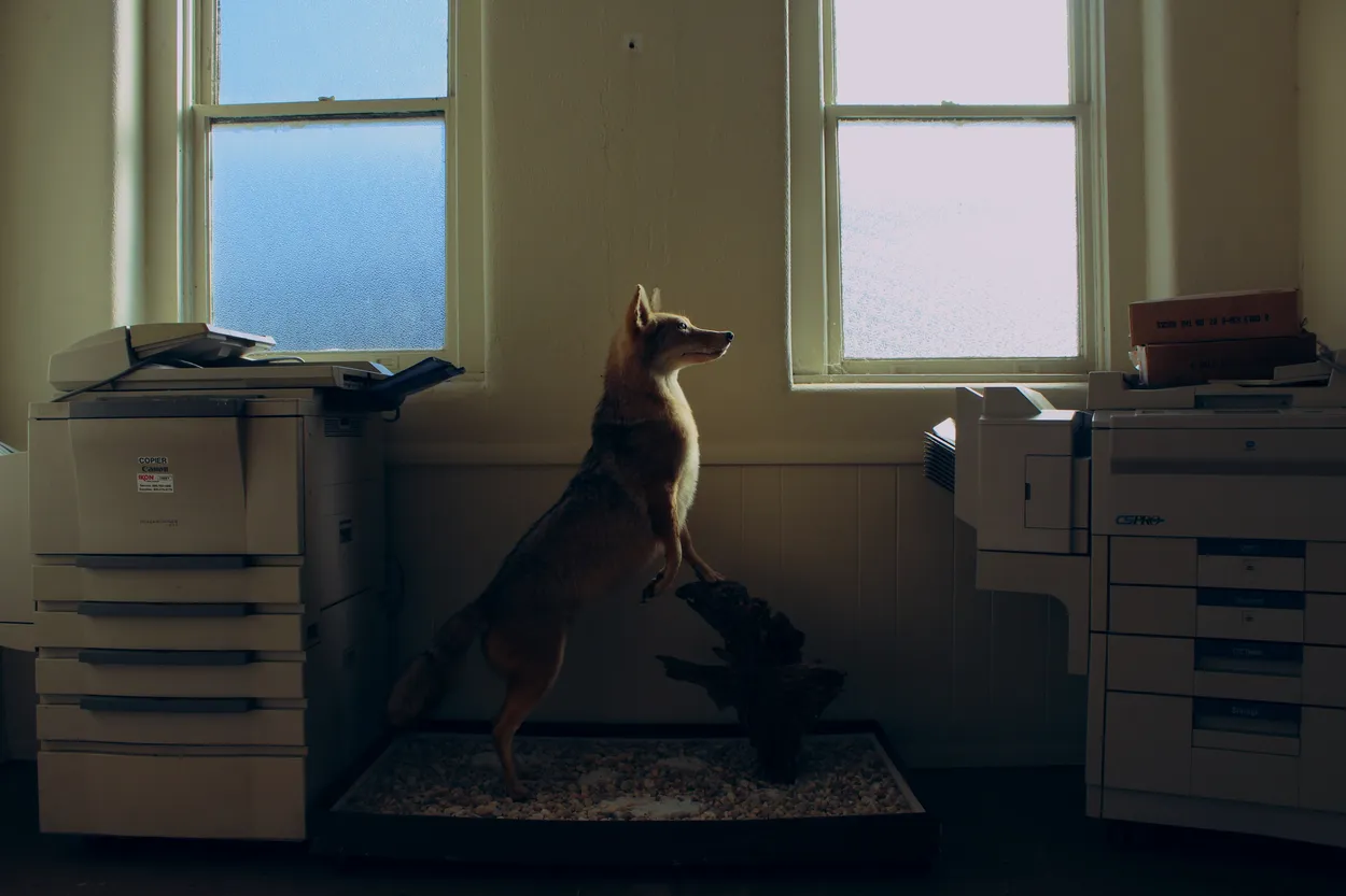 Printer Fox