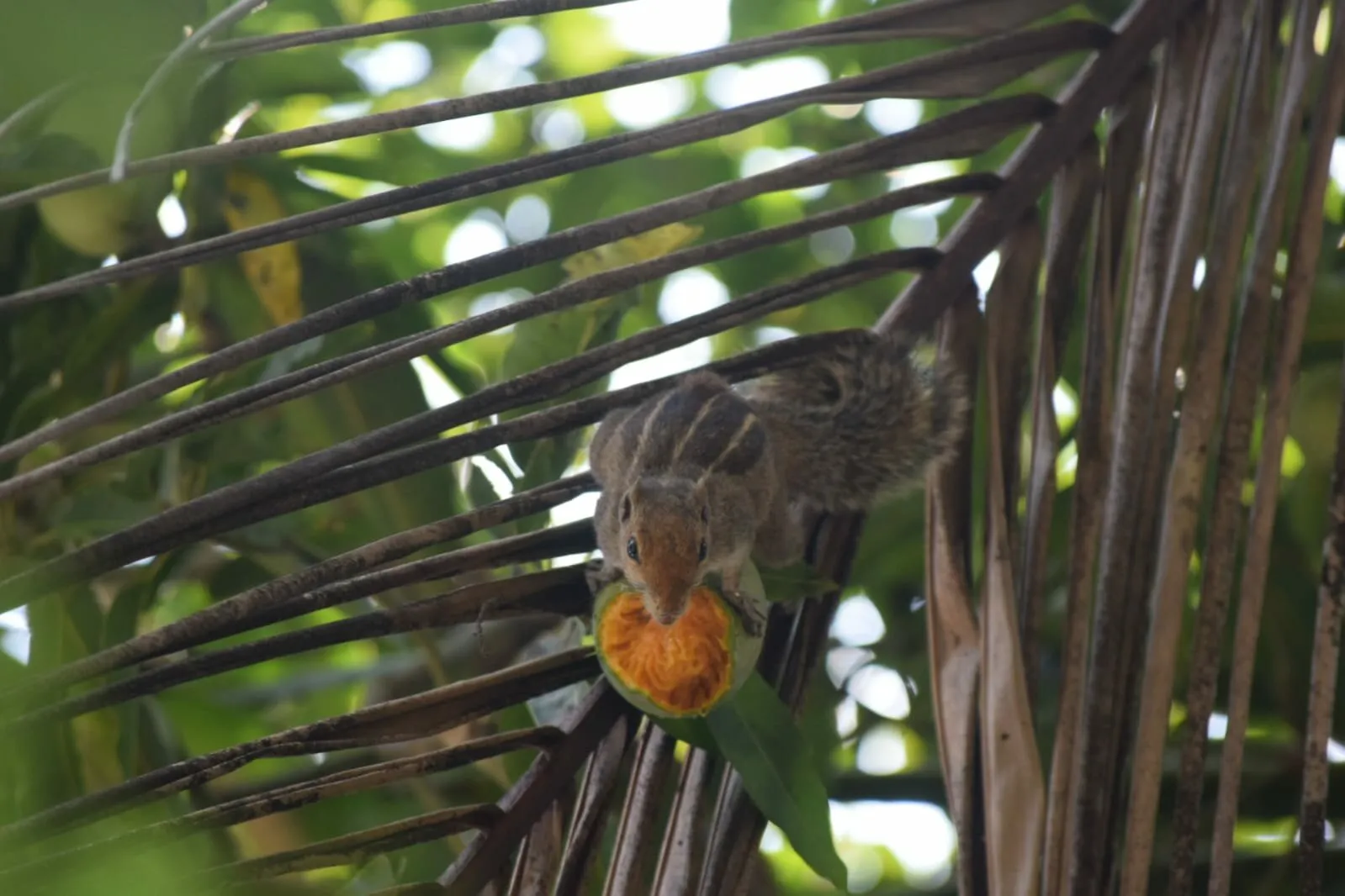 the hungry squirrel