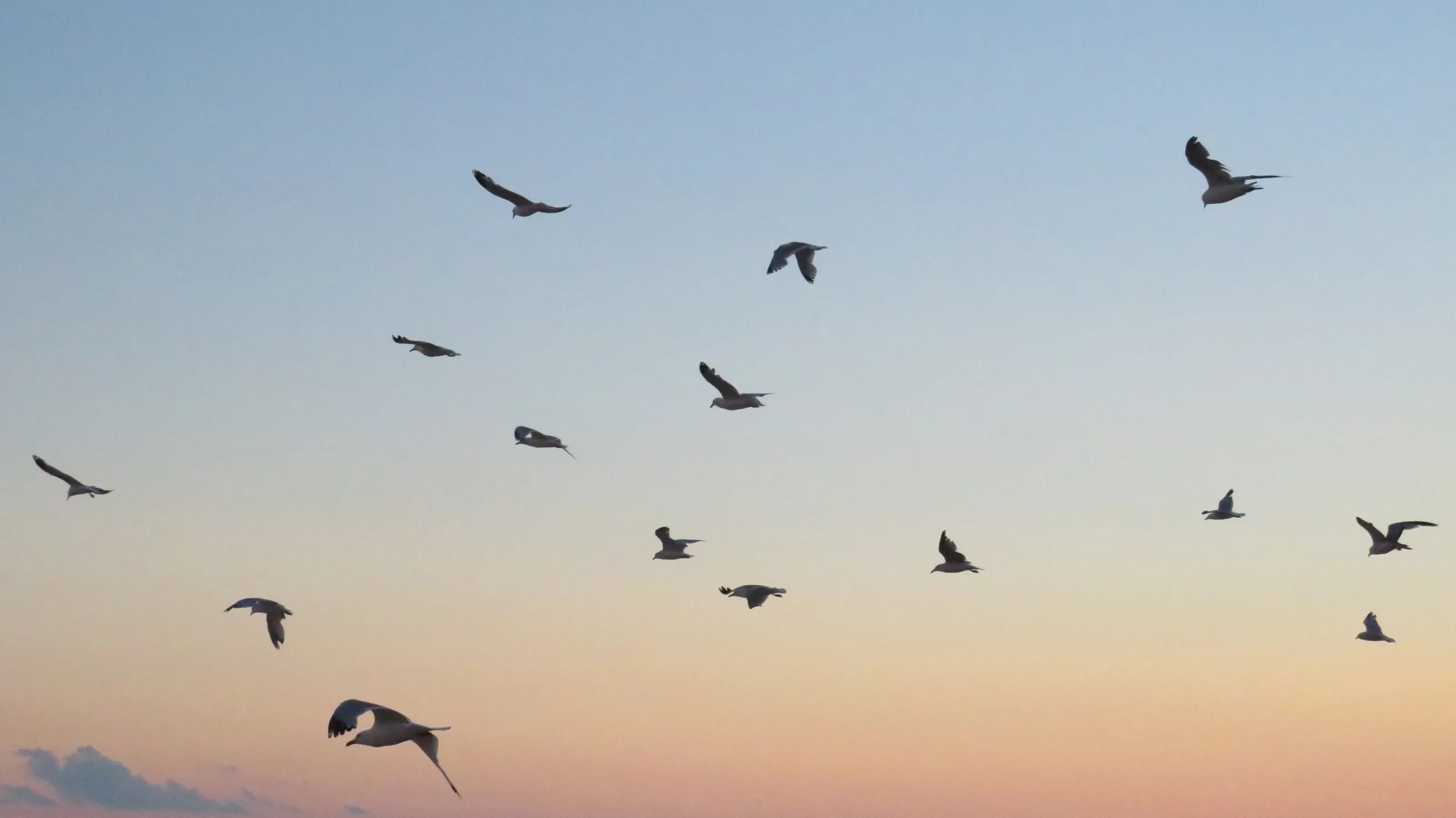 Birdies