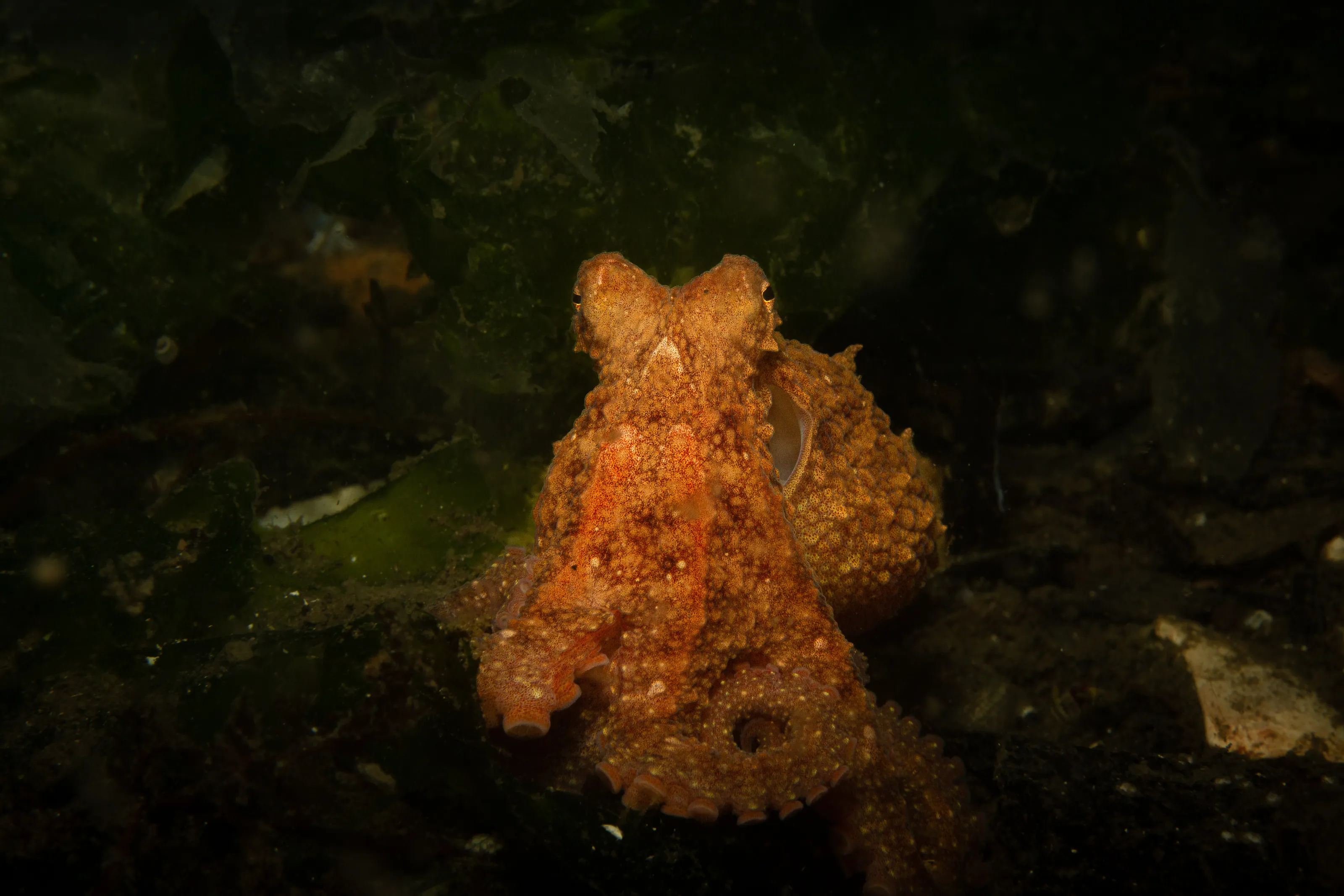 Red Octopus in Kelp
