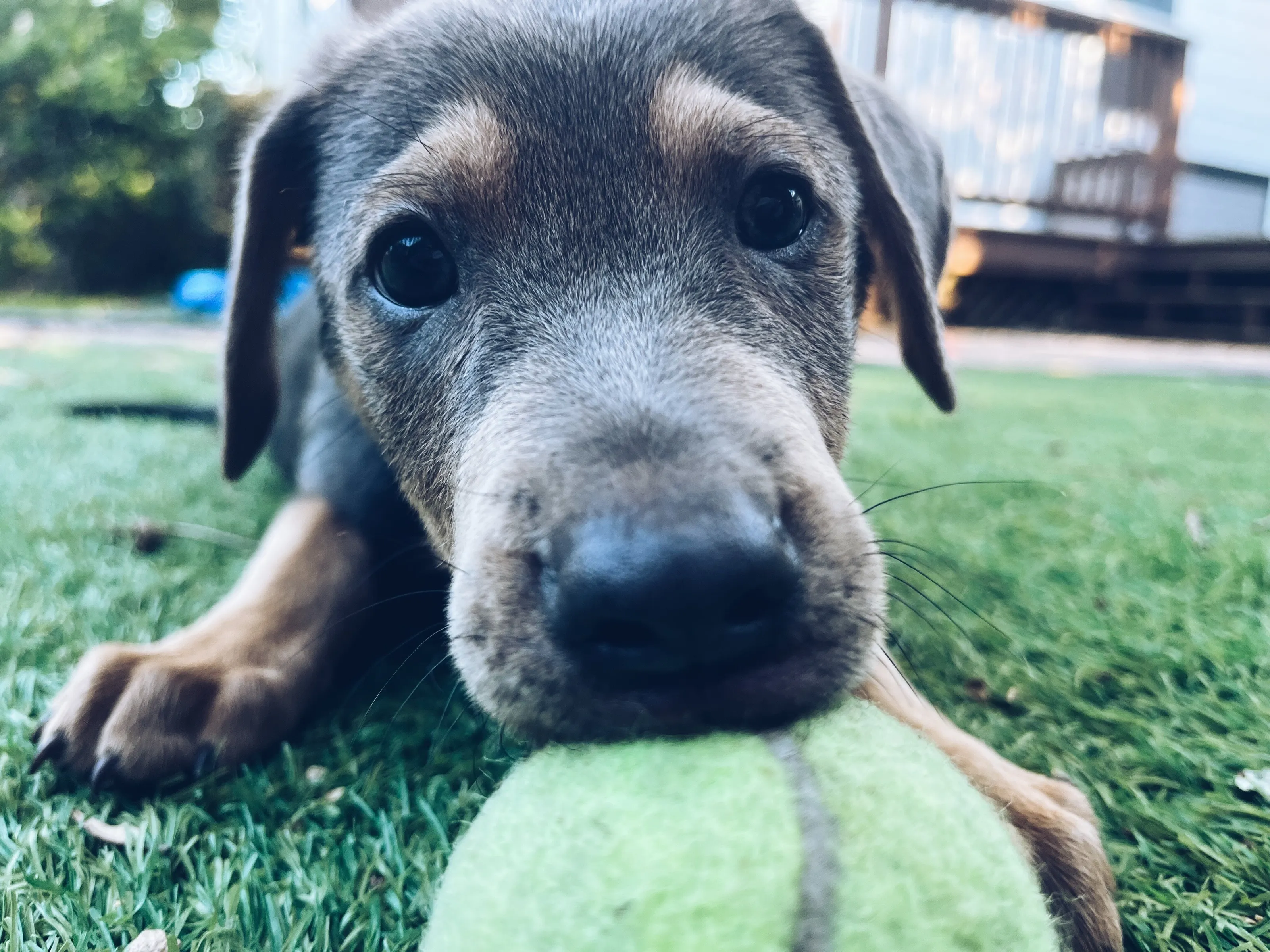 Adopt me!