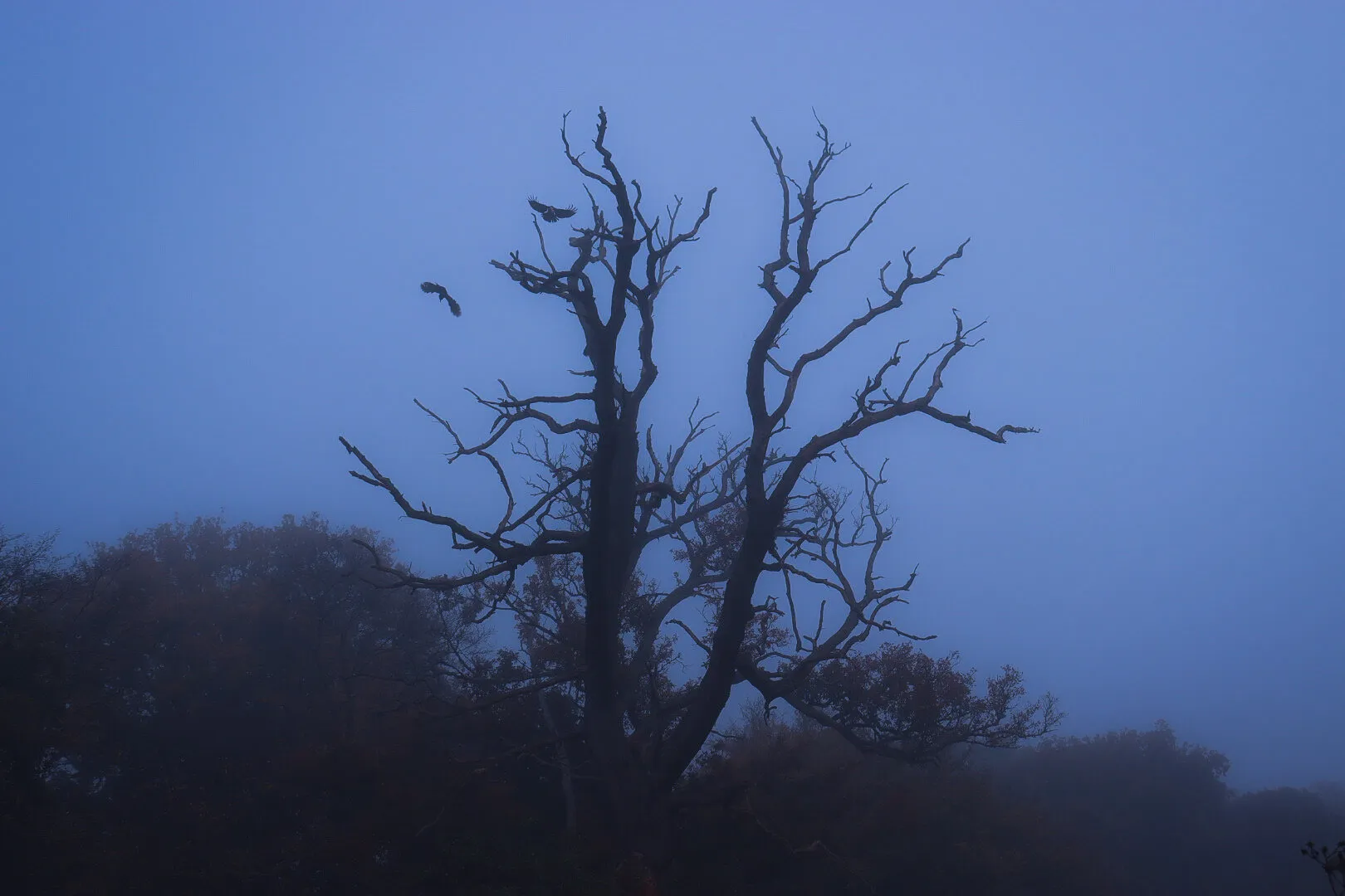 Abandoned Tree