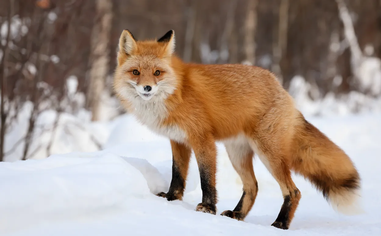 Entry 15176570