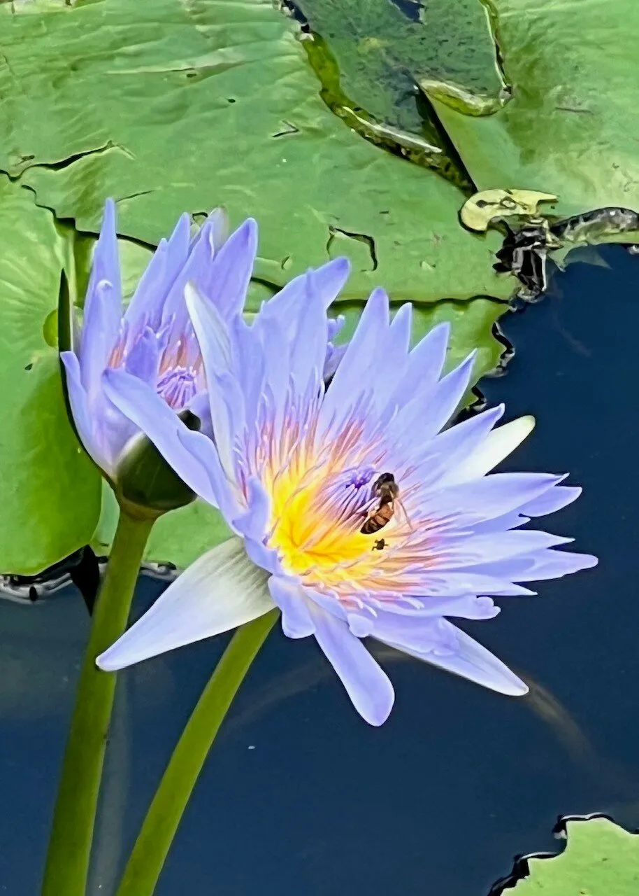 Flower 1