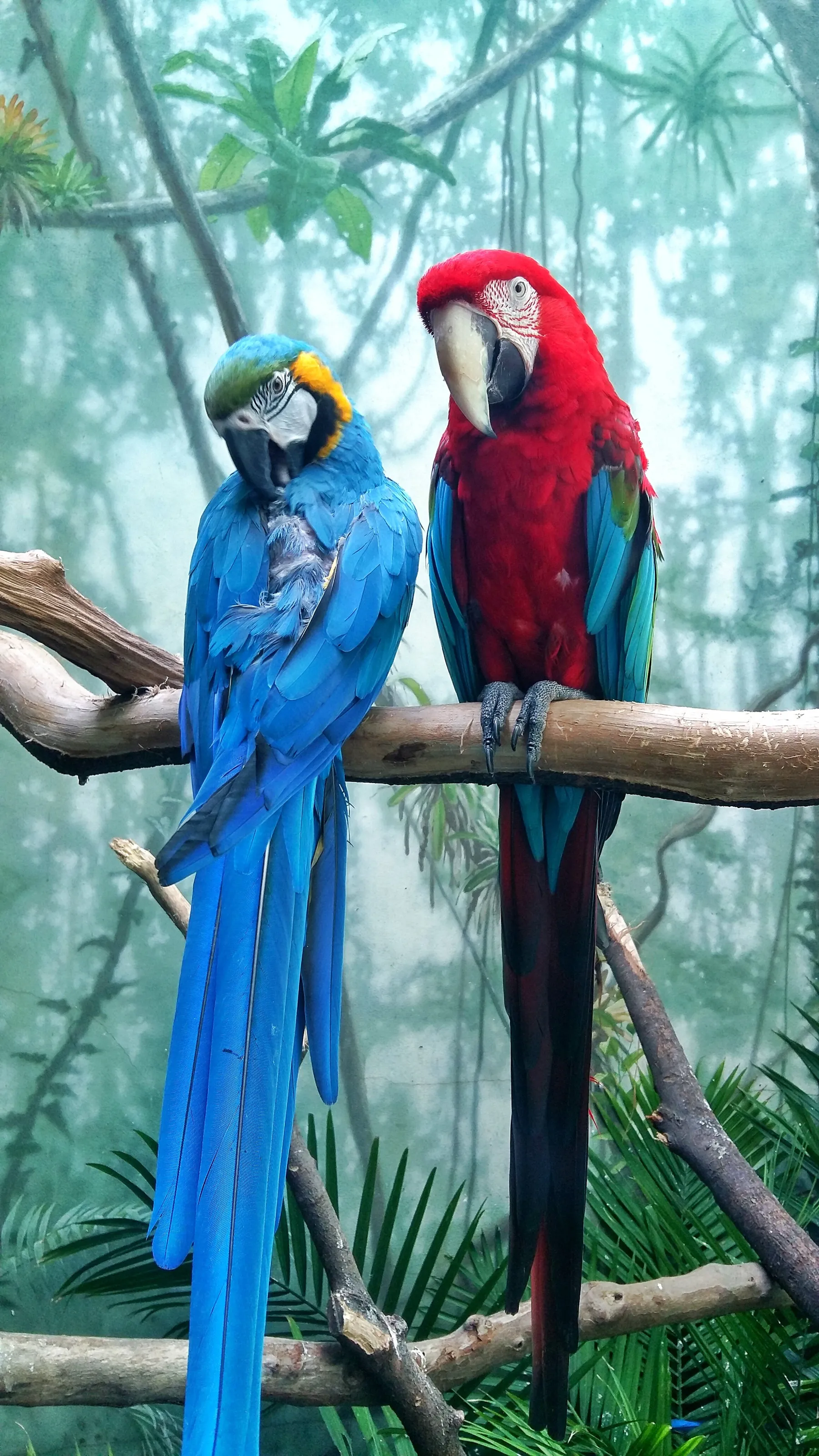 Rainbow Macaws