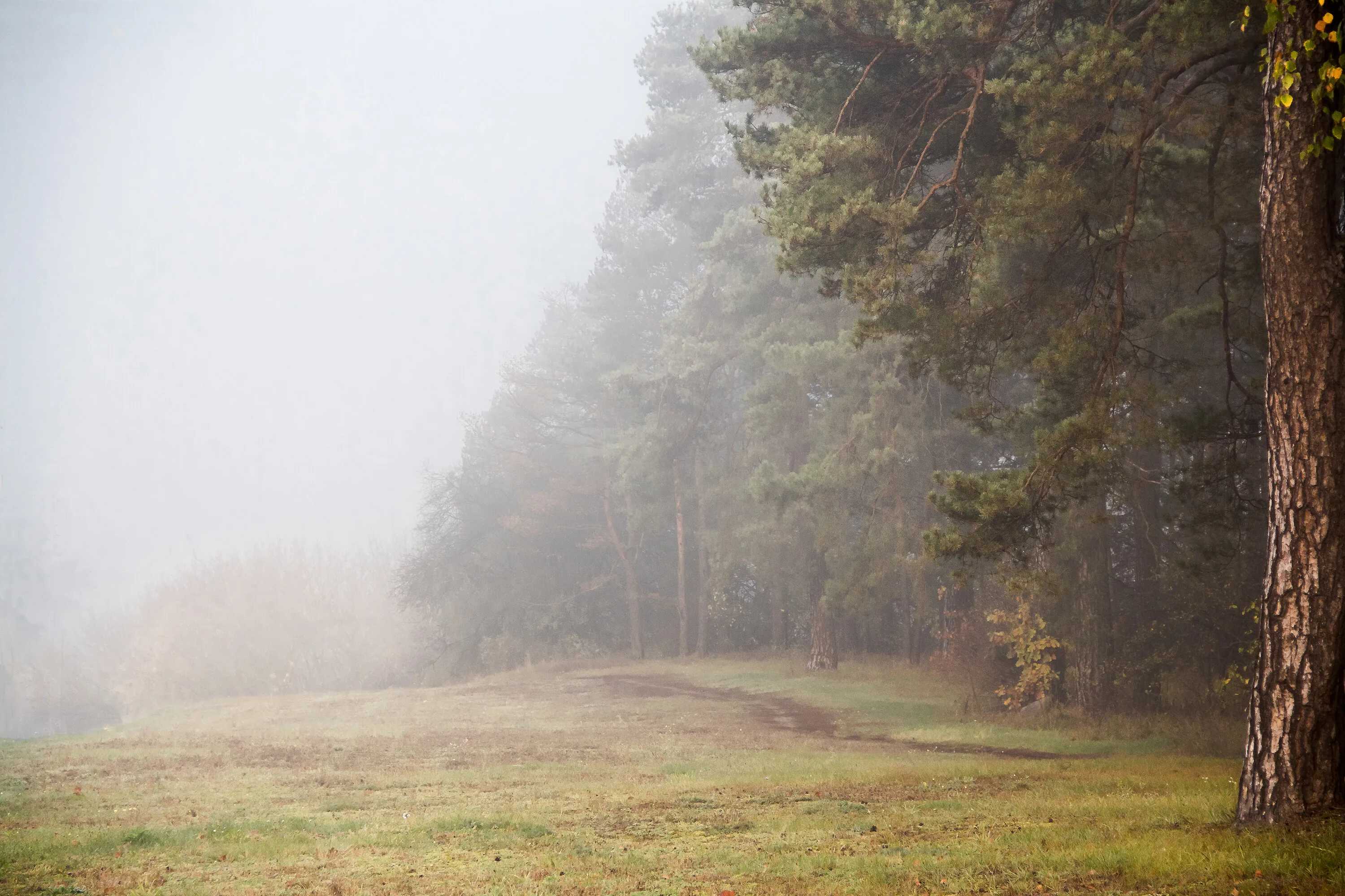 Fog