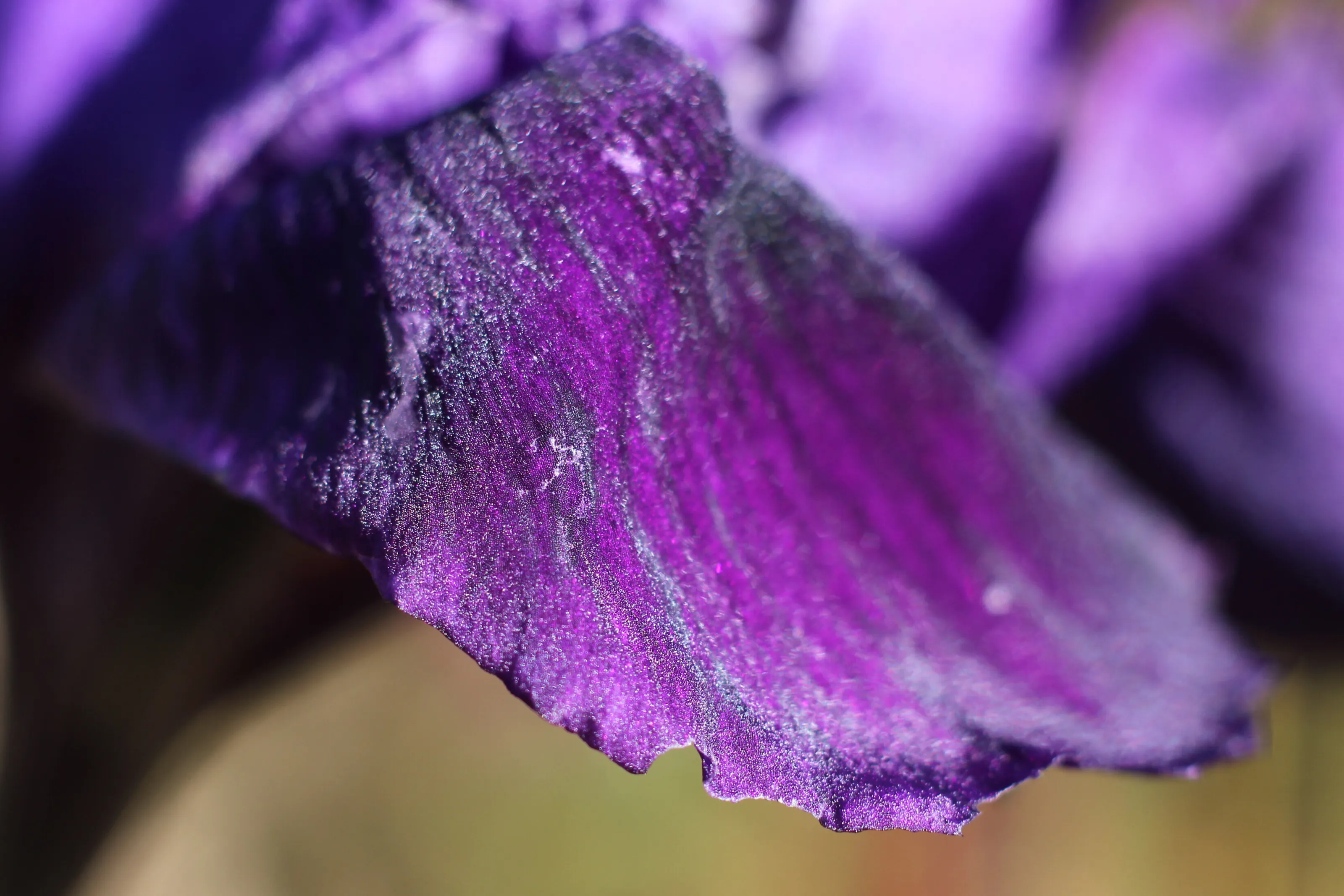 Iris Petal