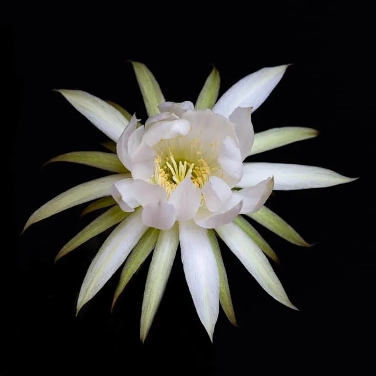 Queen of the night