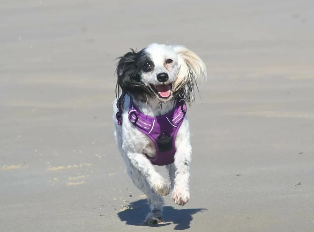 Running dog
