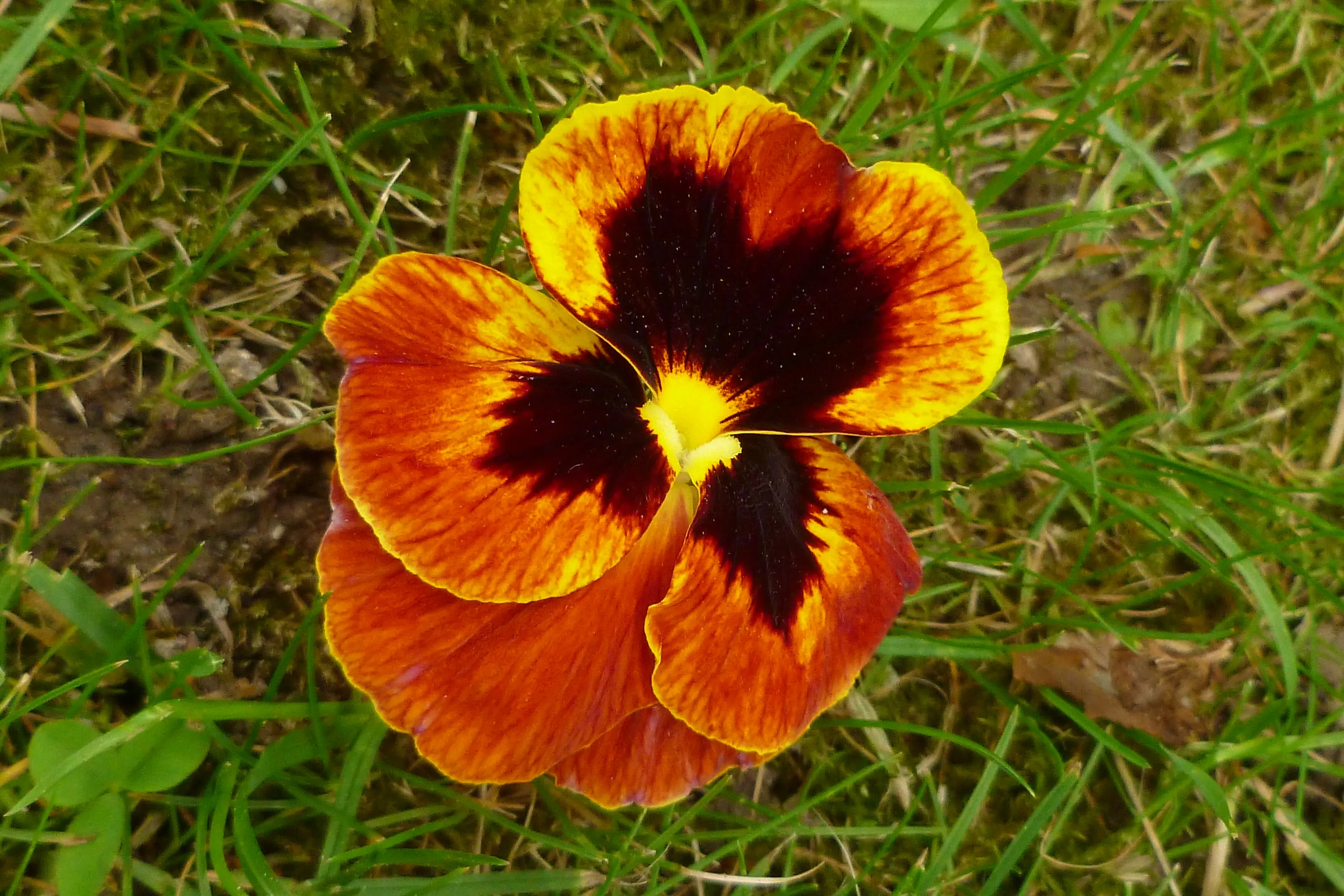 PRIMULA