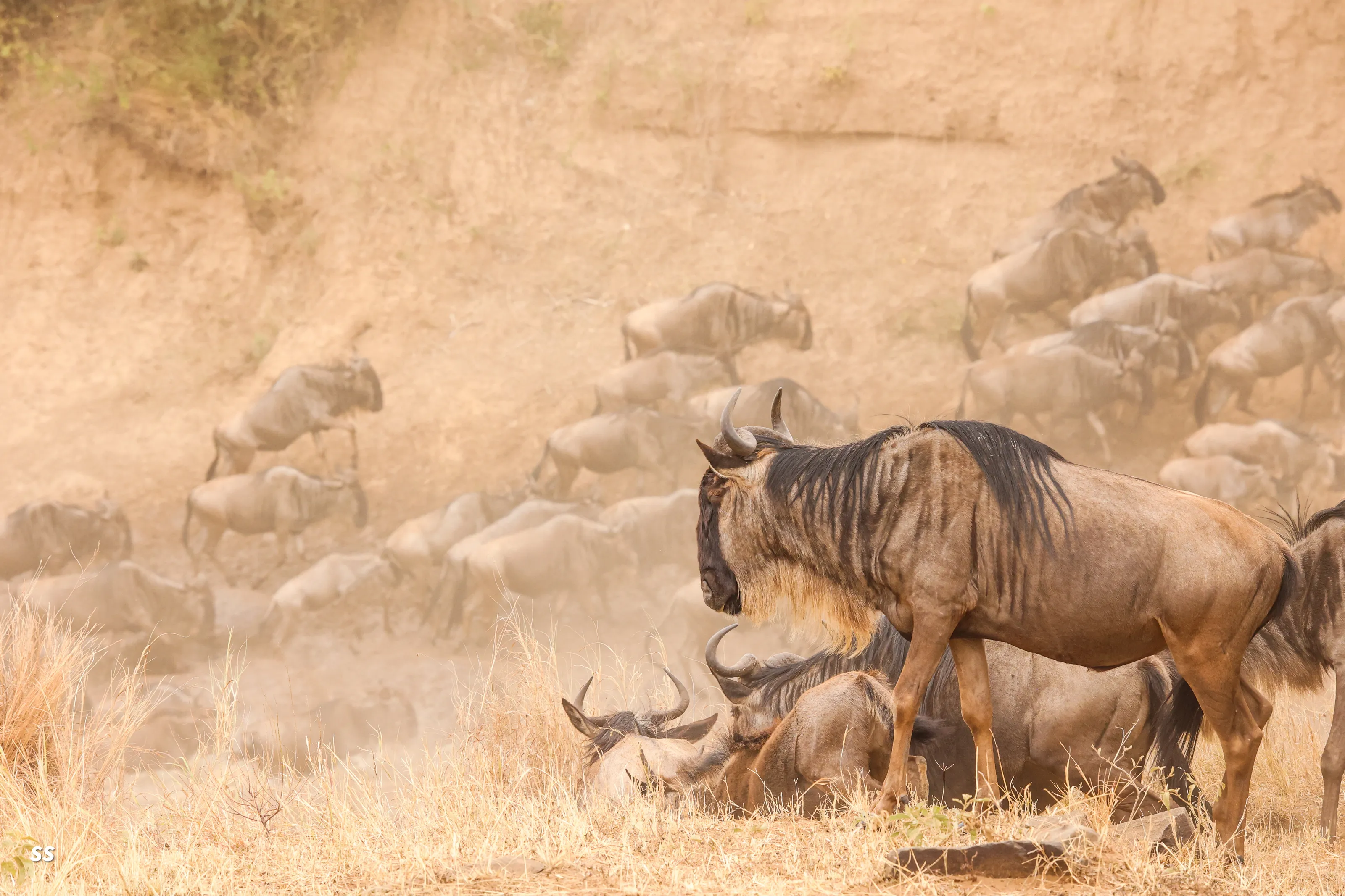 The Great Migration