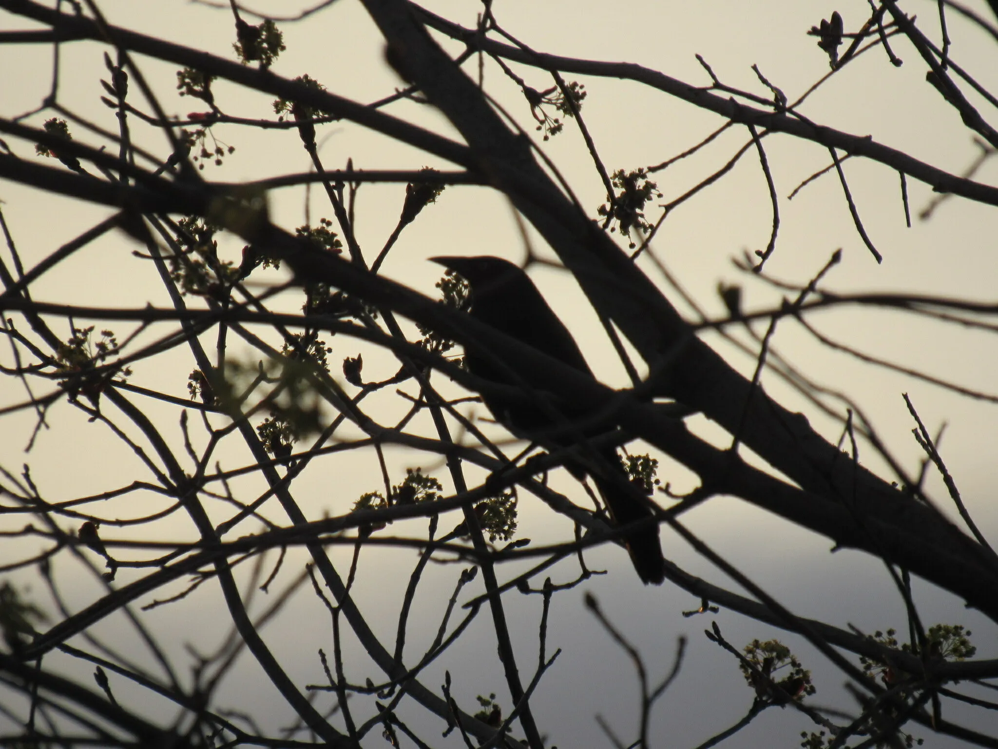 bird in a tree