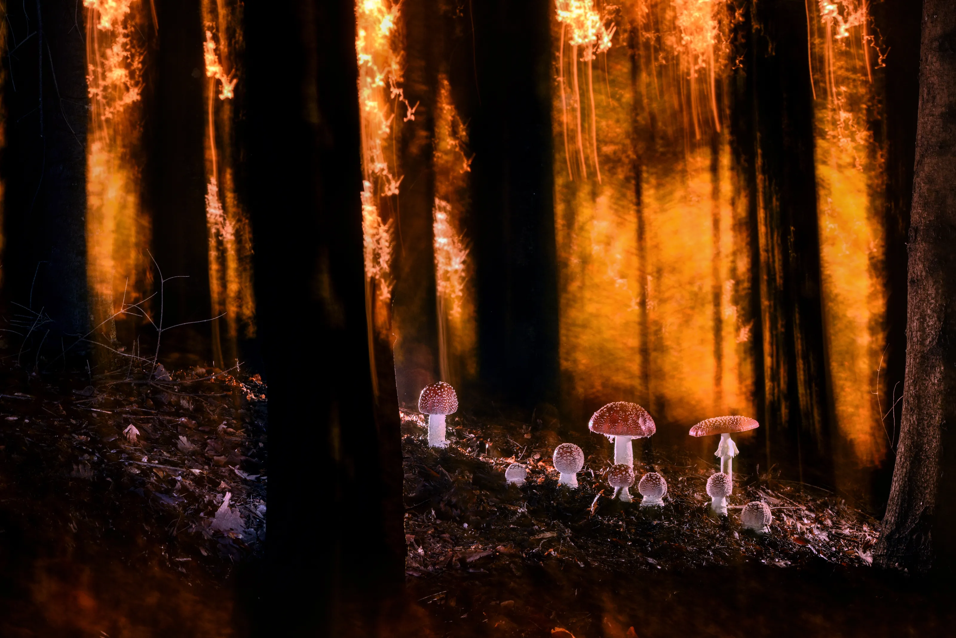 Magical world of Amanita