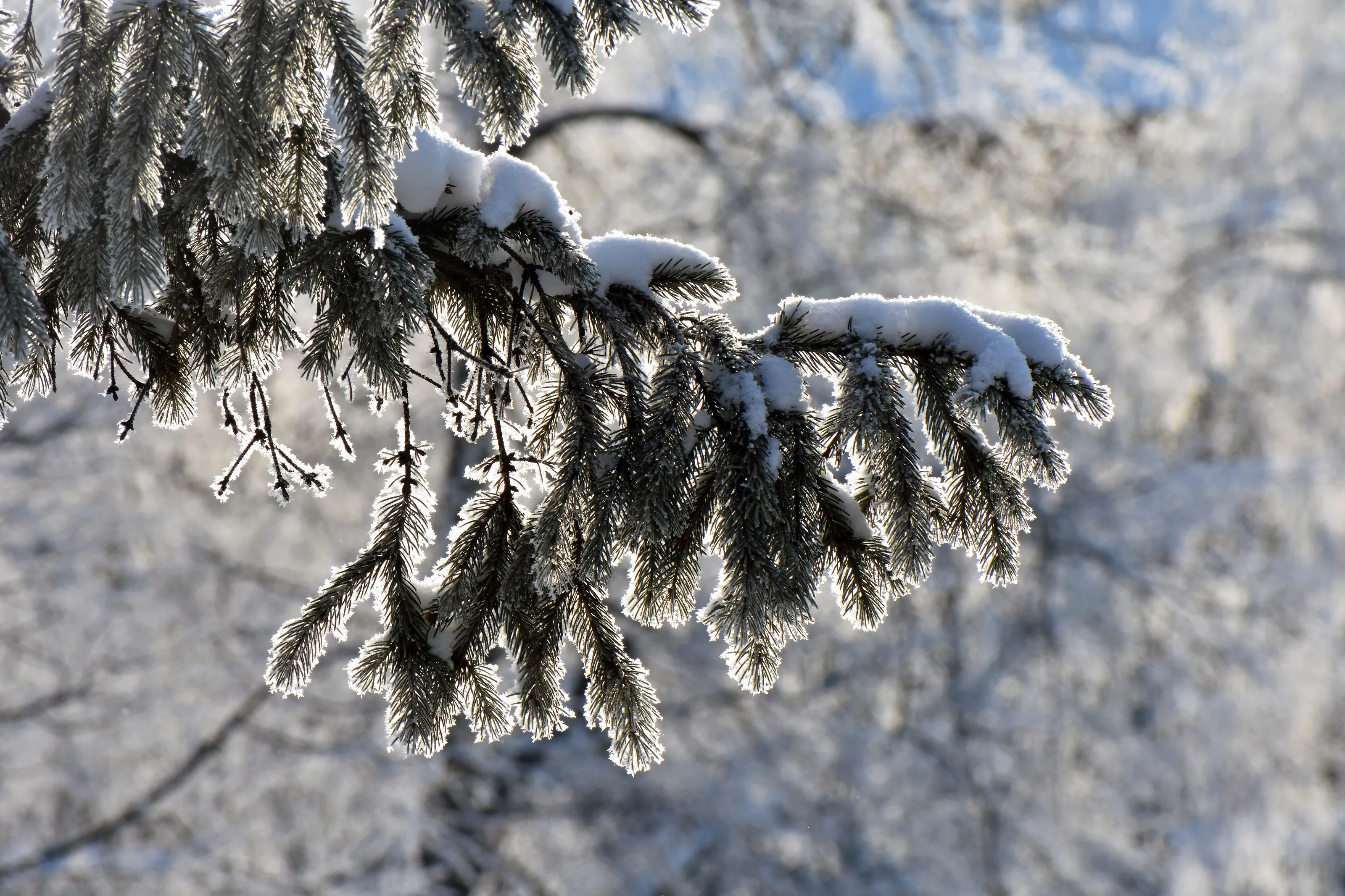 Winter light