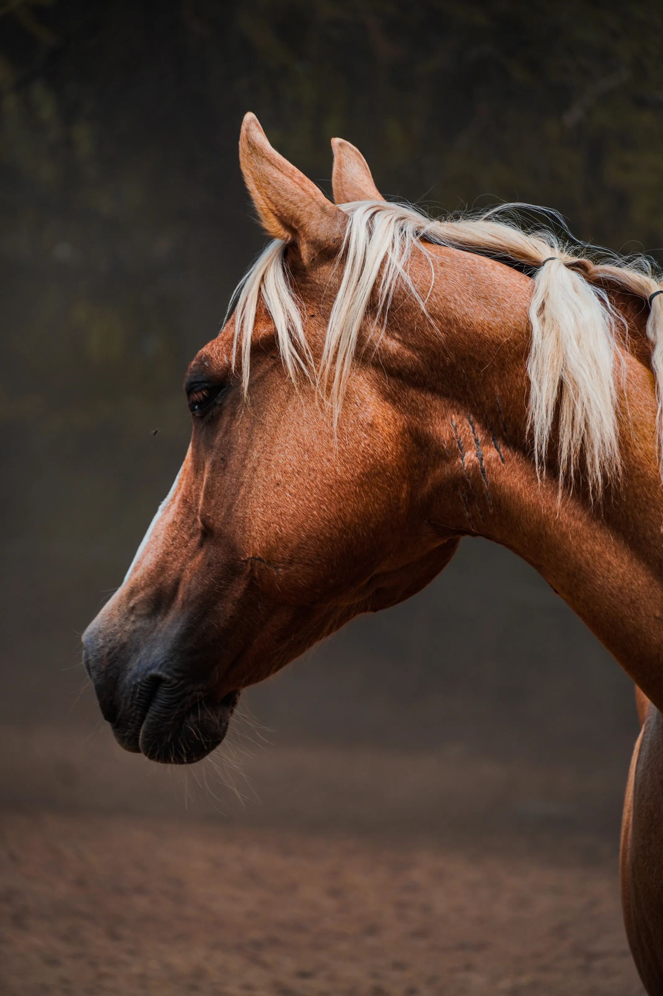 Portrait of Brown Horse