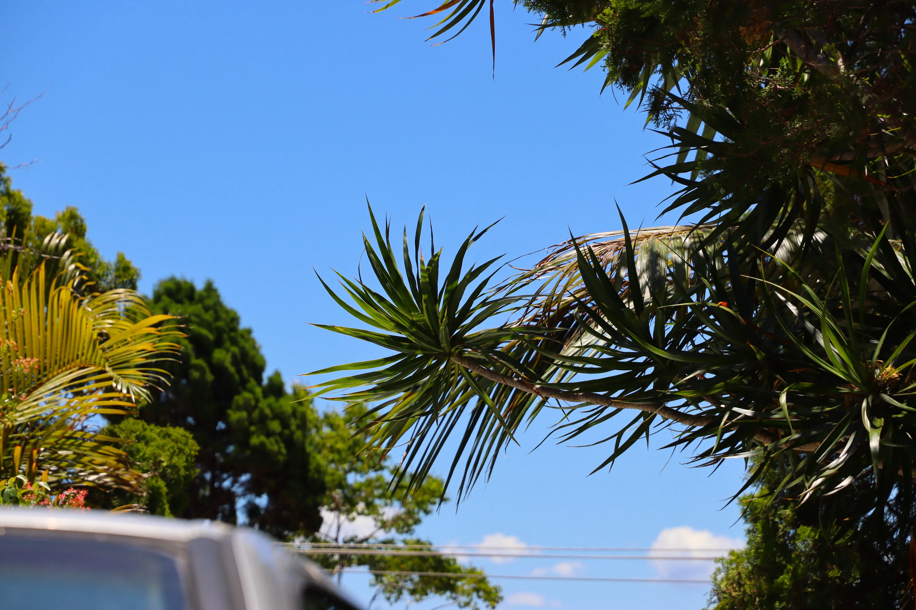 Nice plant blue sky