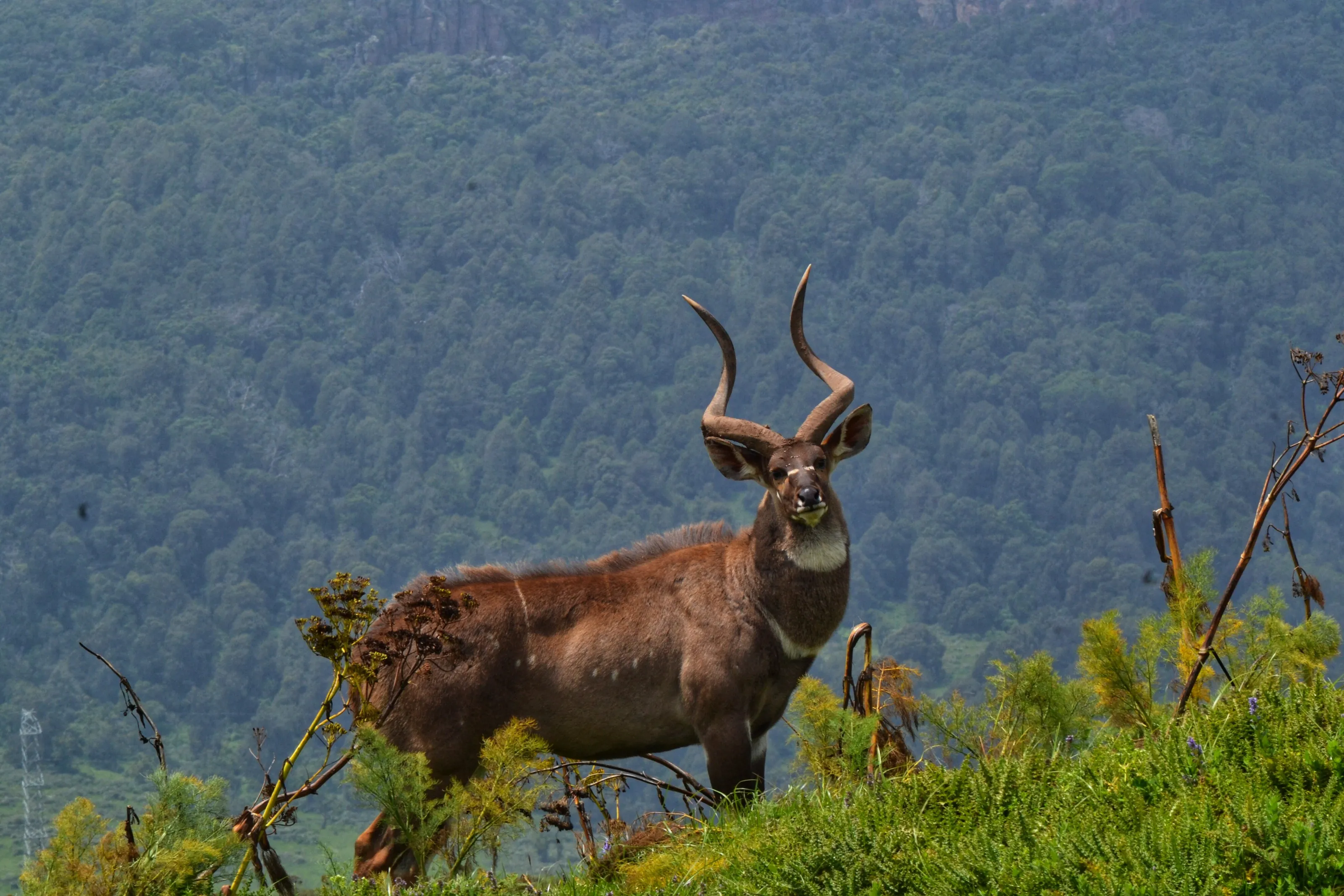 Mountain Nyala