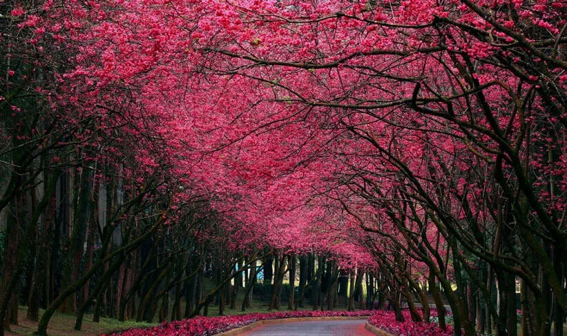 Cherry Trees